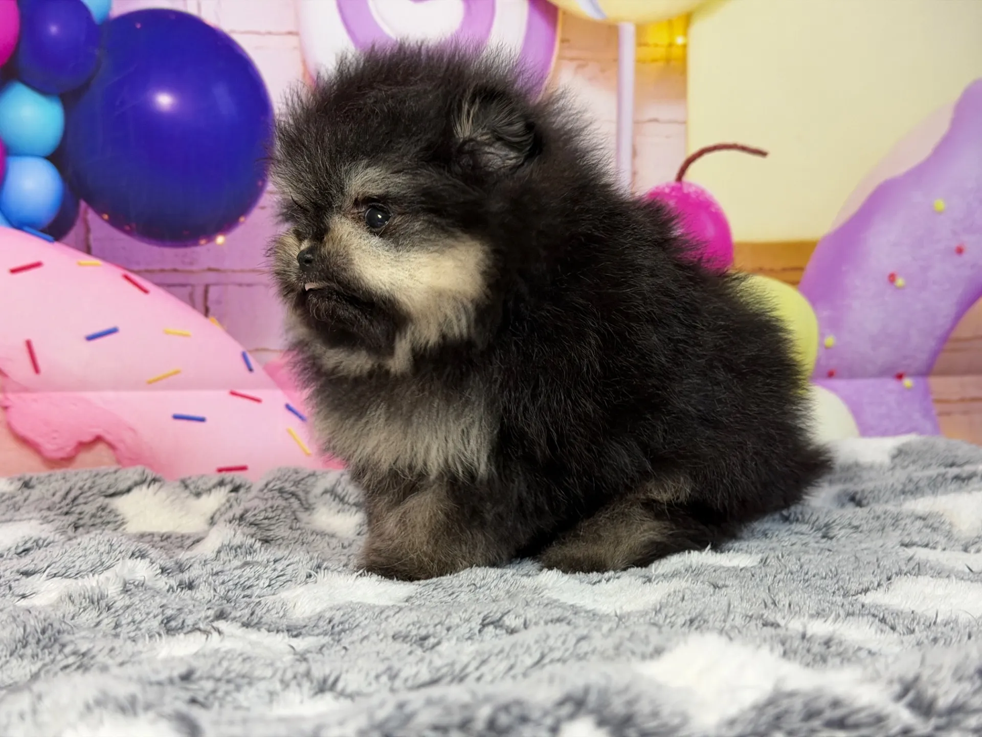 2/12生　ブラック&タン♂ NO.005