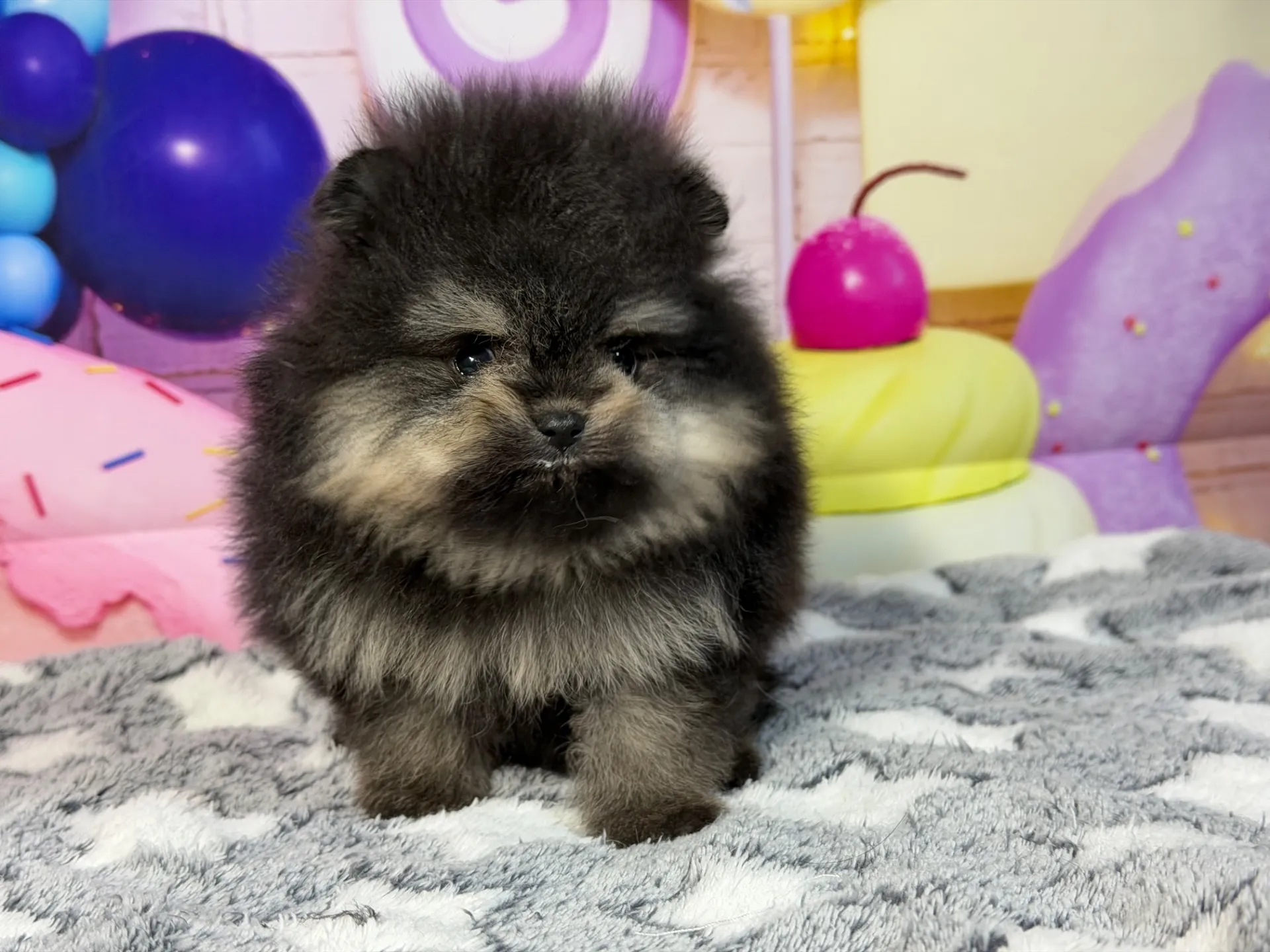 2/12生　ブラック&タン♂ NO.005