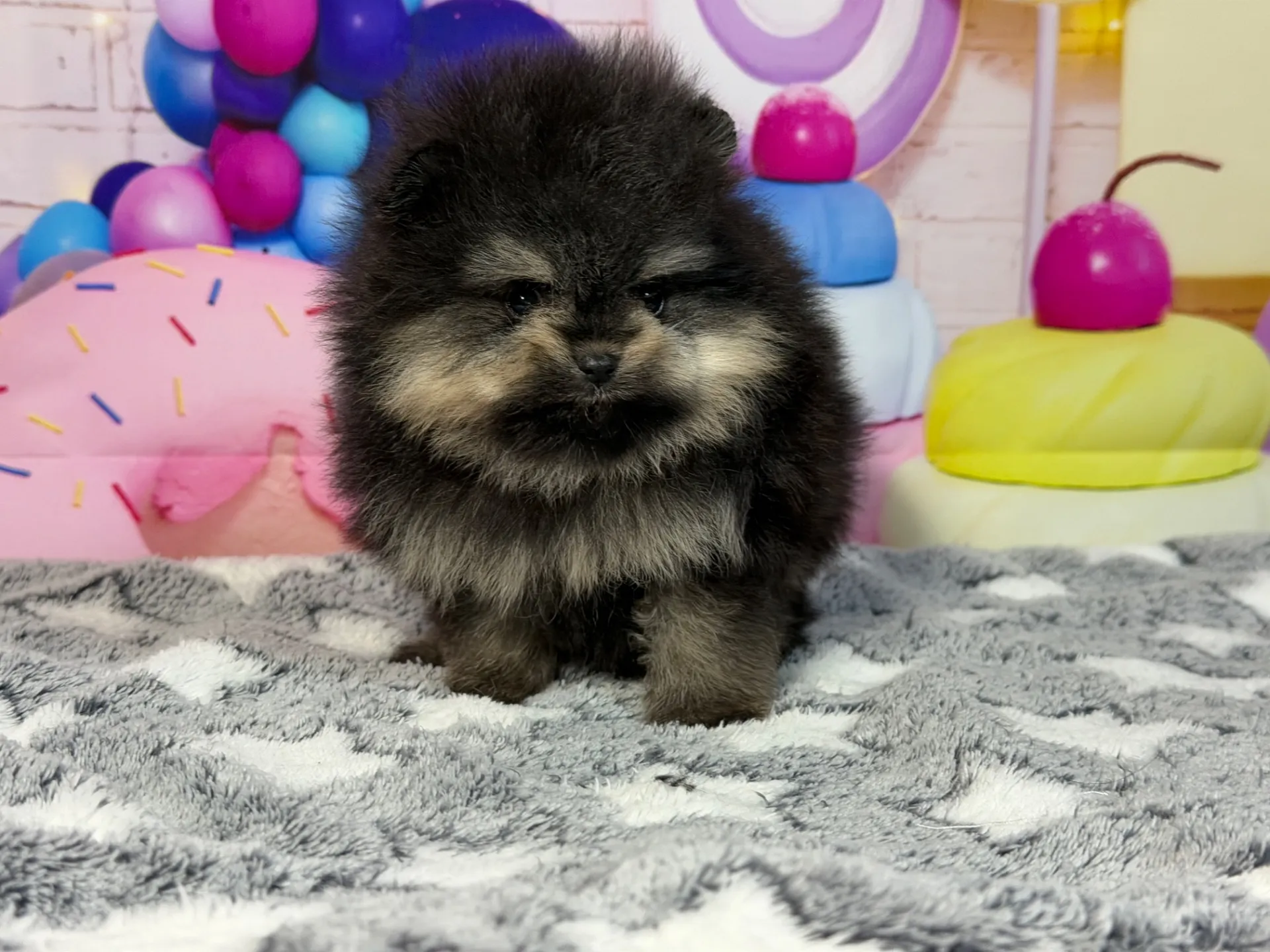 2/12生　ブラック&タン♂ NO.005