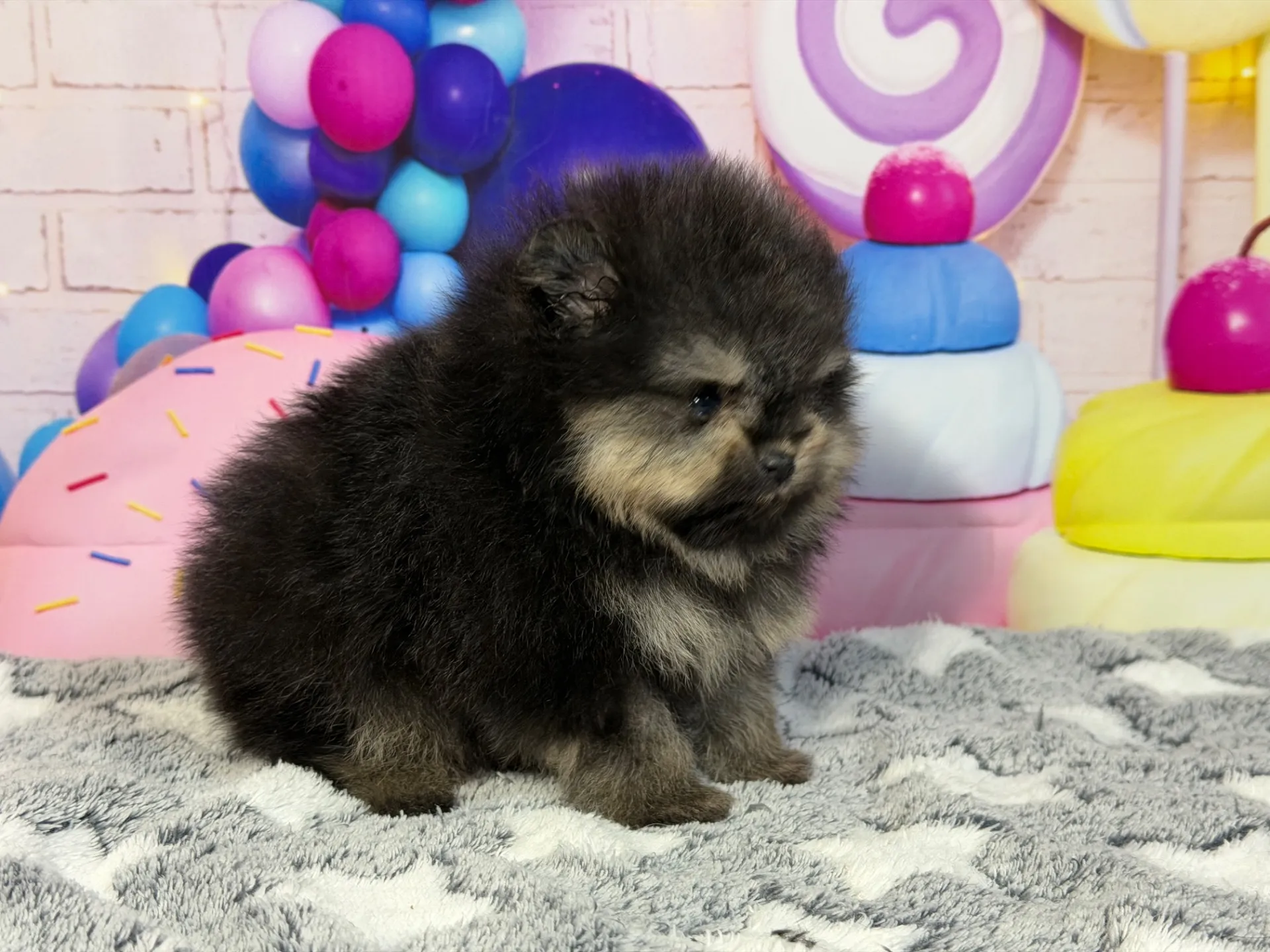 2/12生　ブラック&タン♂ NO.005