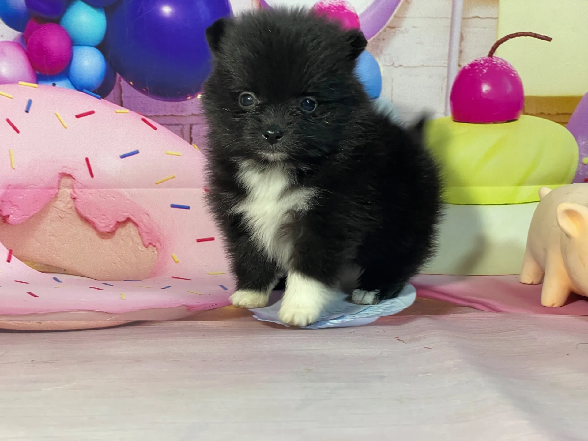 2/10生　ブラック・ホワイト♀ NO.004