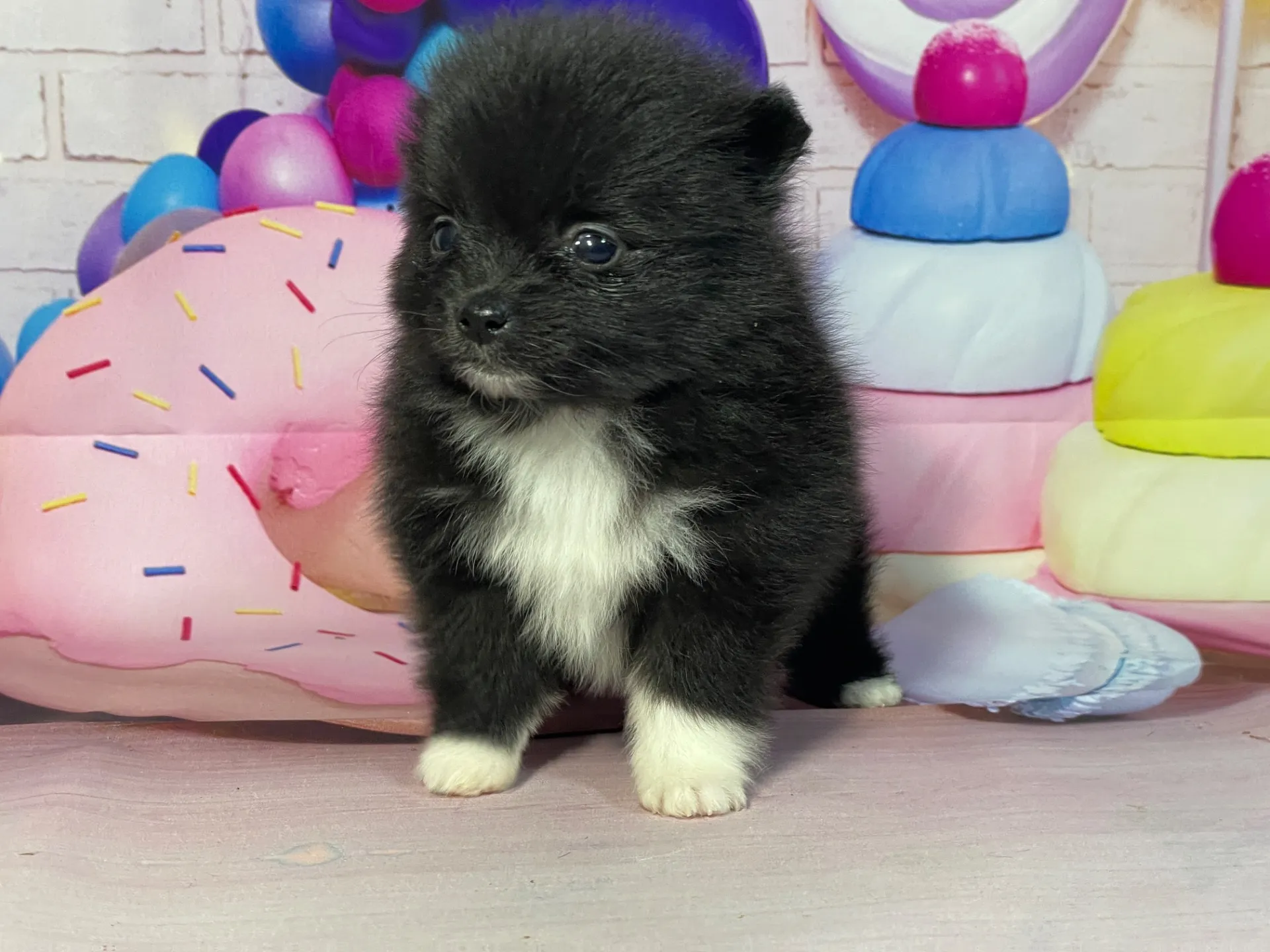 2/10生　ブラック・ホワイト♀ NO.004