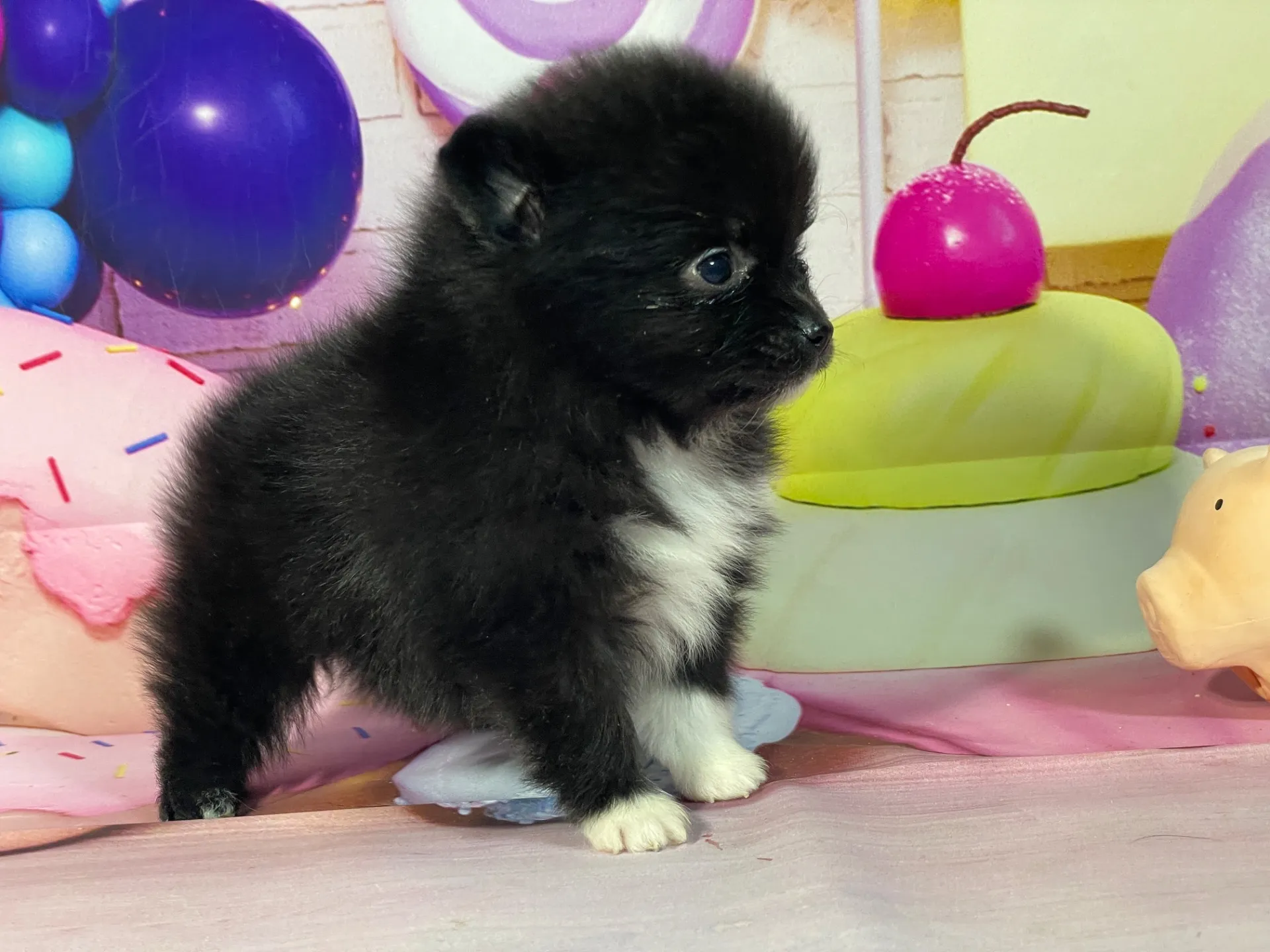 2/10生　ブラック・ホワイト♀ NO.004