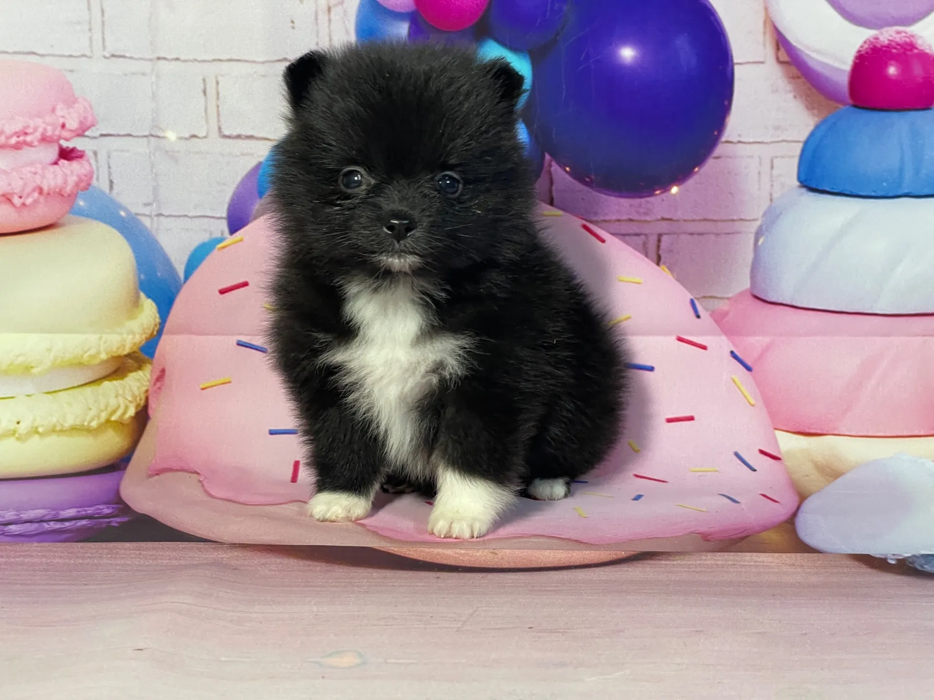 2/10生　ブラック・ホワイト♀ NO.004