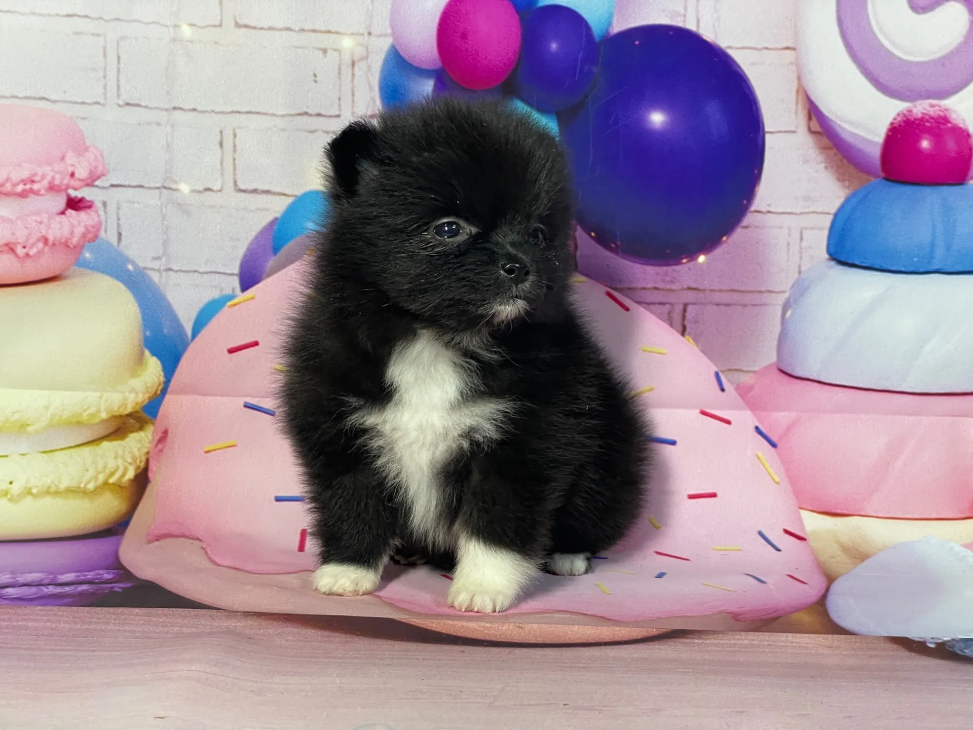 2/10生　ブラック・ホワイト♀ NO.004