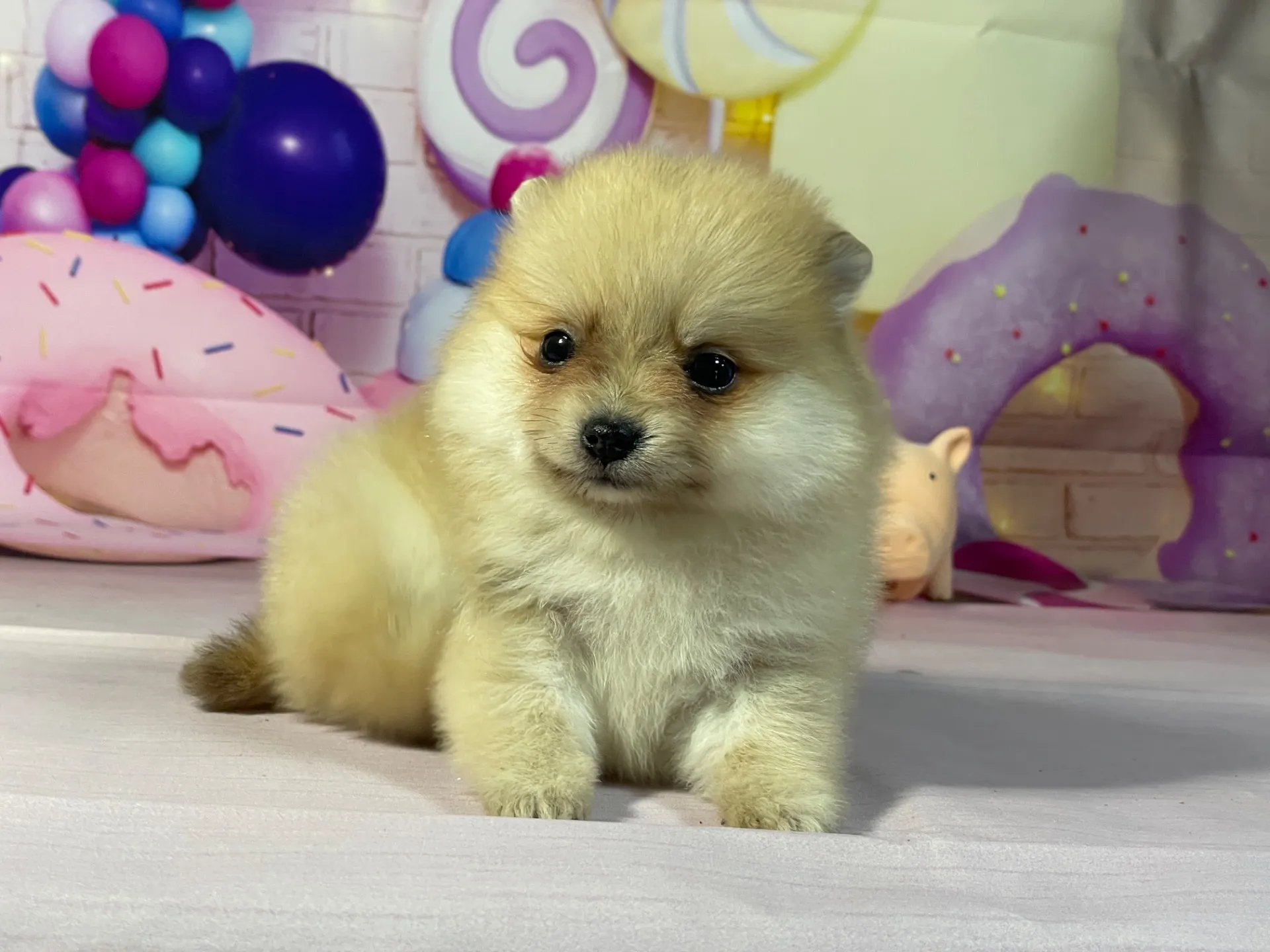 2/10生　オレンジマール♀ NO.003