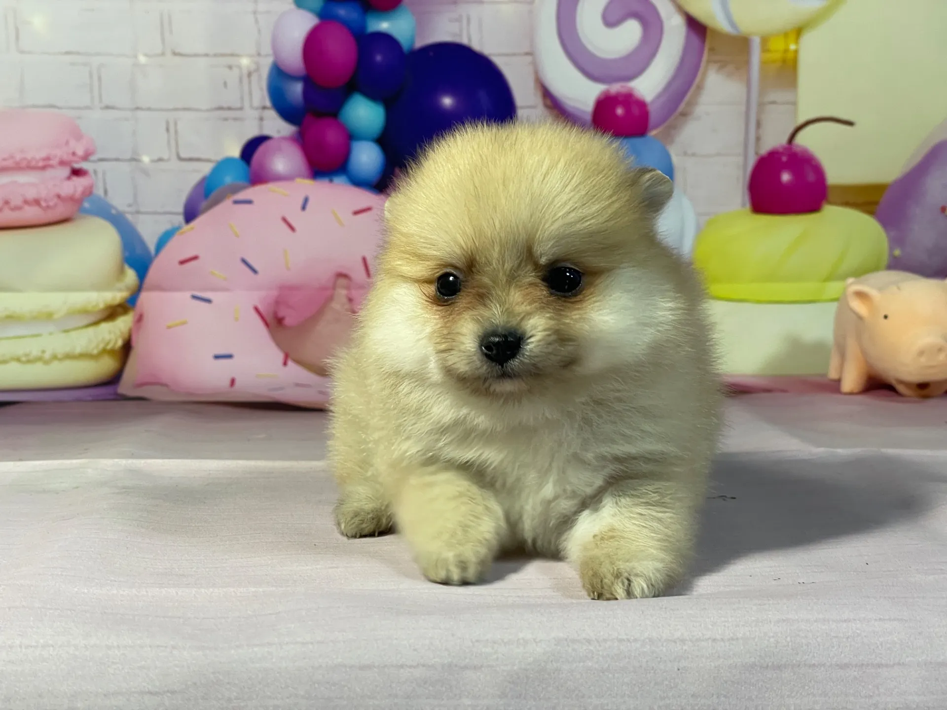 2/10生　オレンジマール♀ NO.003