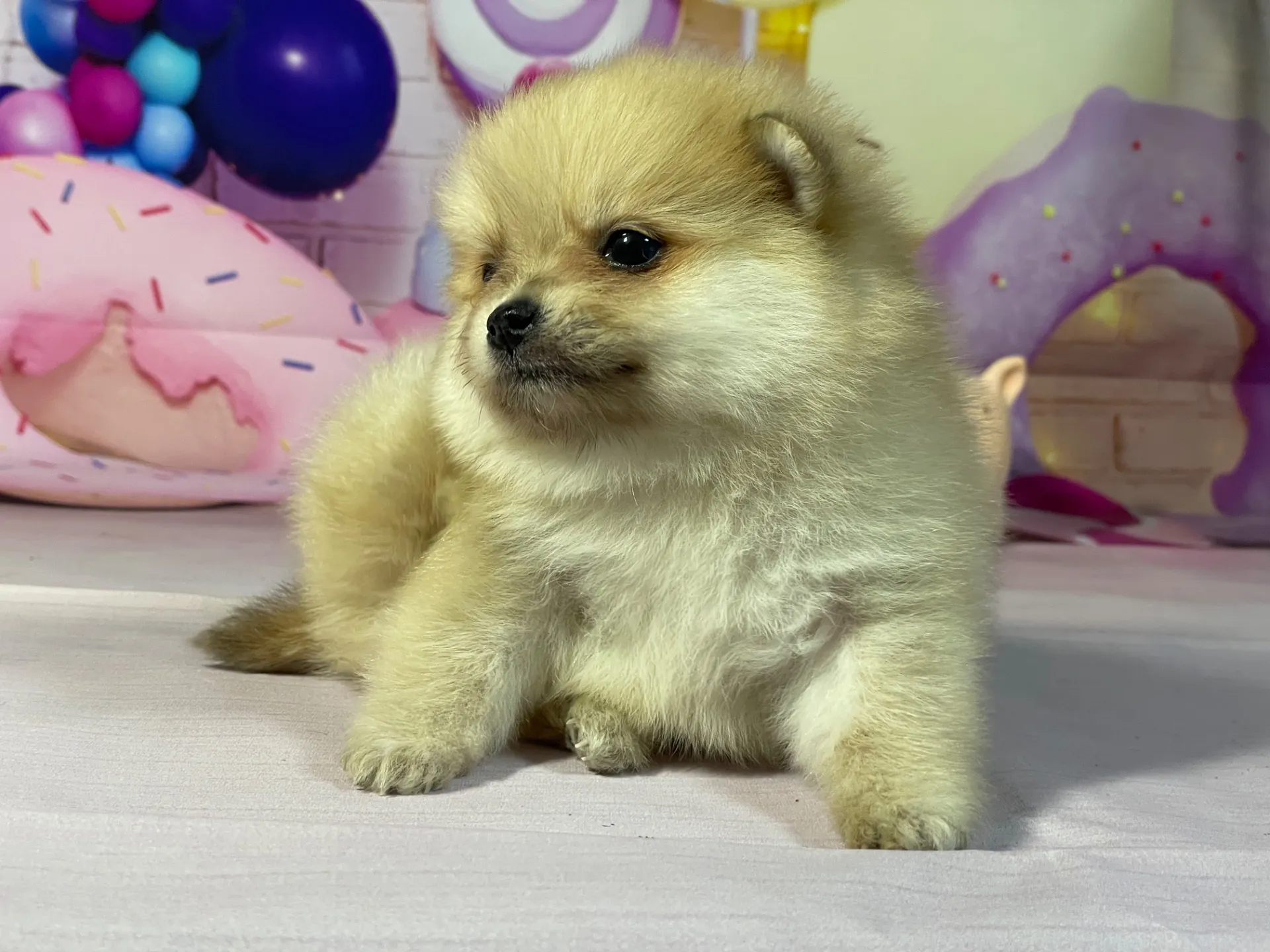 2/10生　オレンジマール♀ NO.003