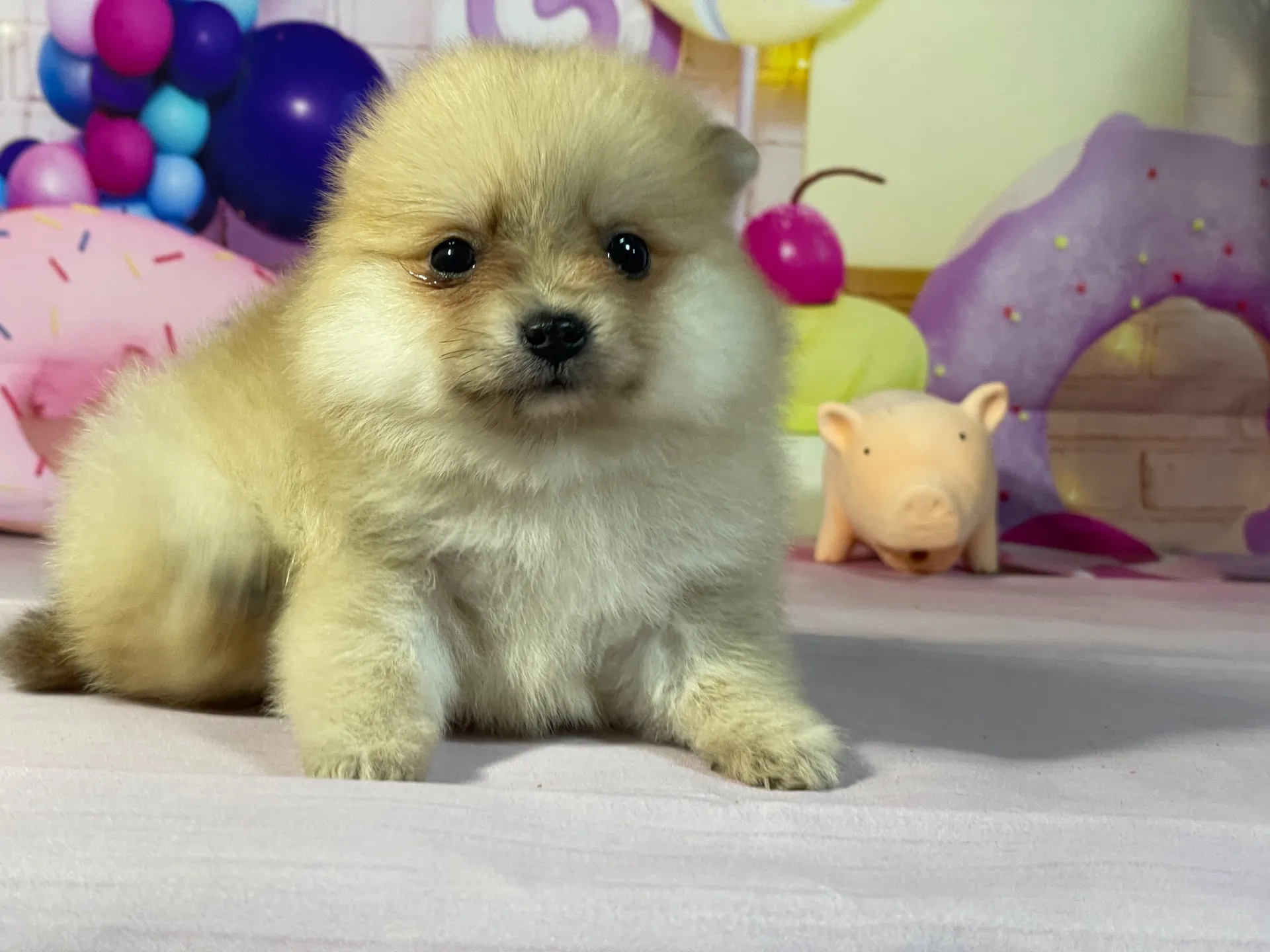 2/10生　オレンジマール♀ NO.003