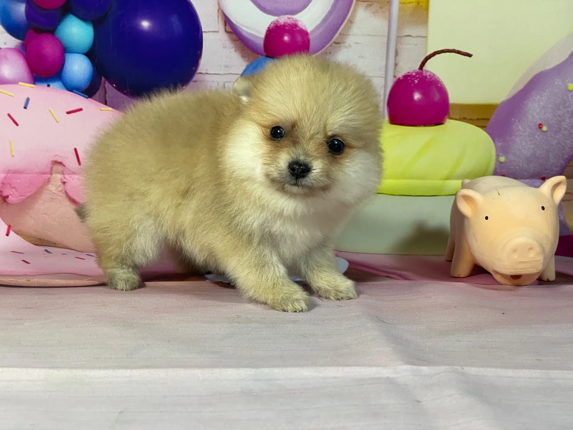 2/10生　オレンジマール♀ NO.003