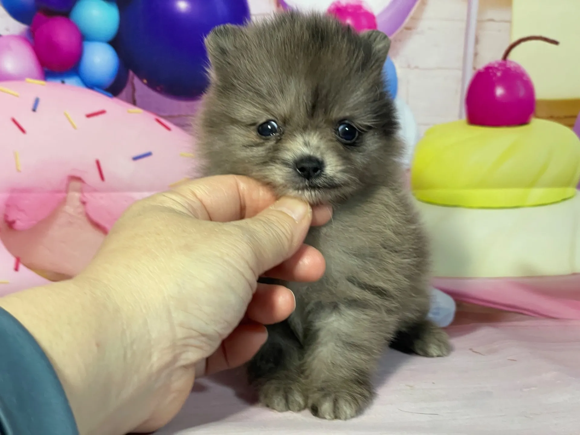 2/10生　ブルーマール♂ NO.002