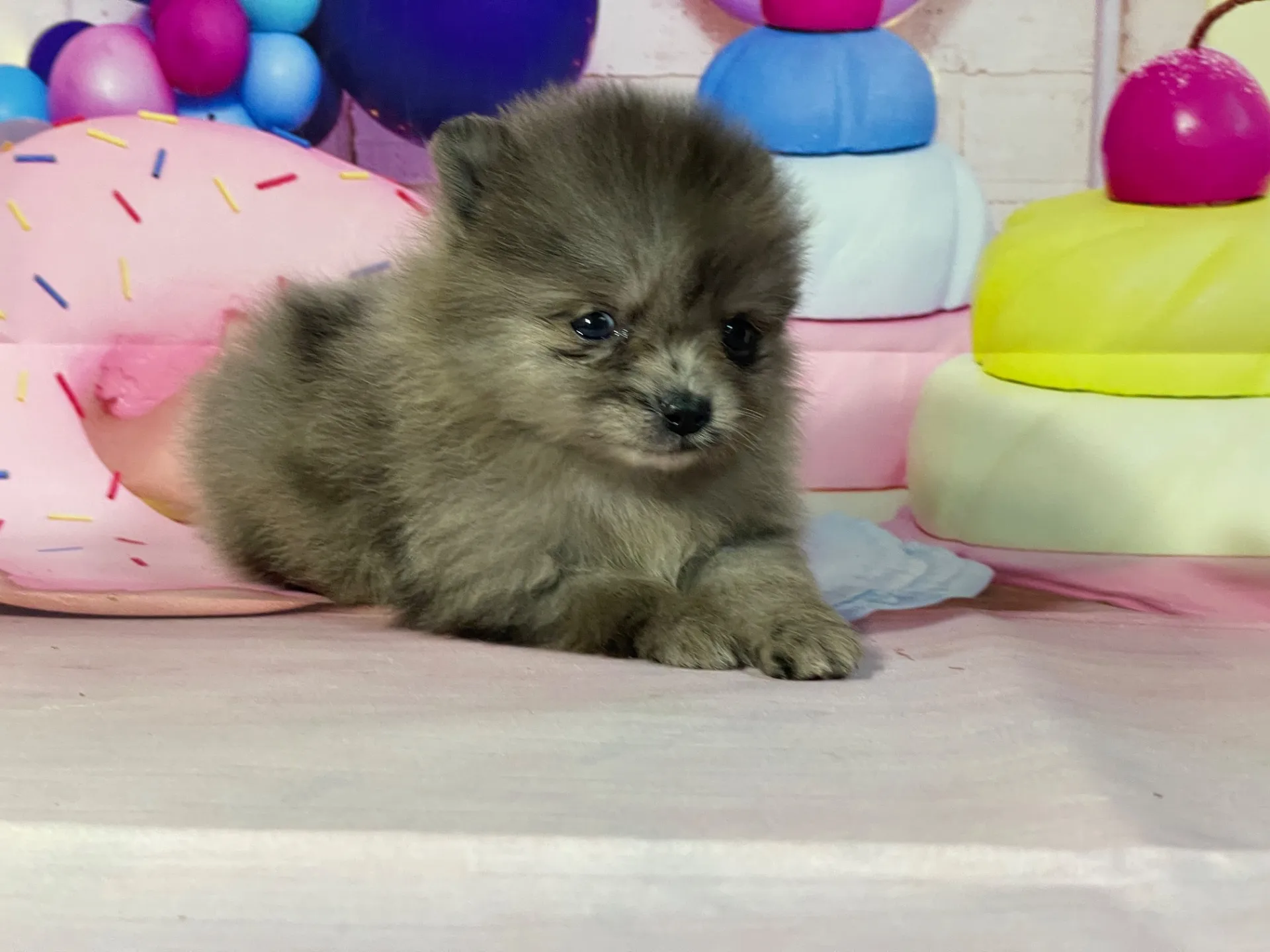 2/10生　ブルーマール♂ NO.002