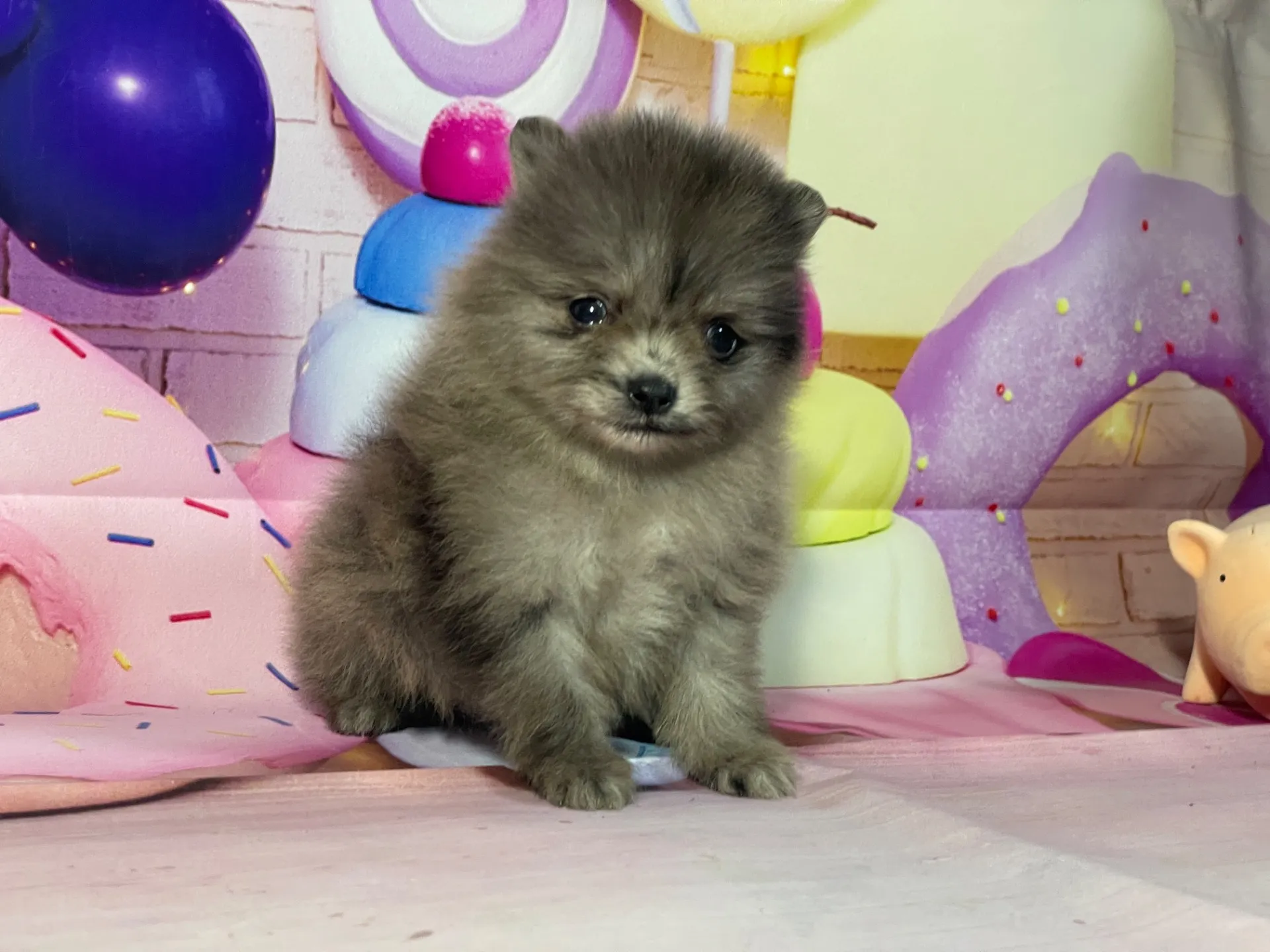 2/10生　ブルーマール♂ NO.002