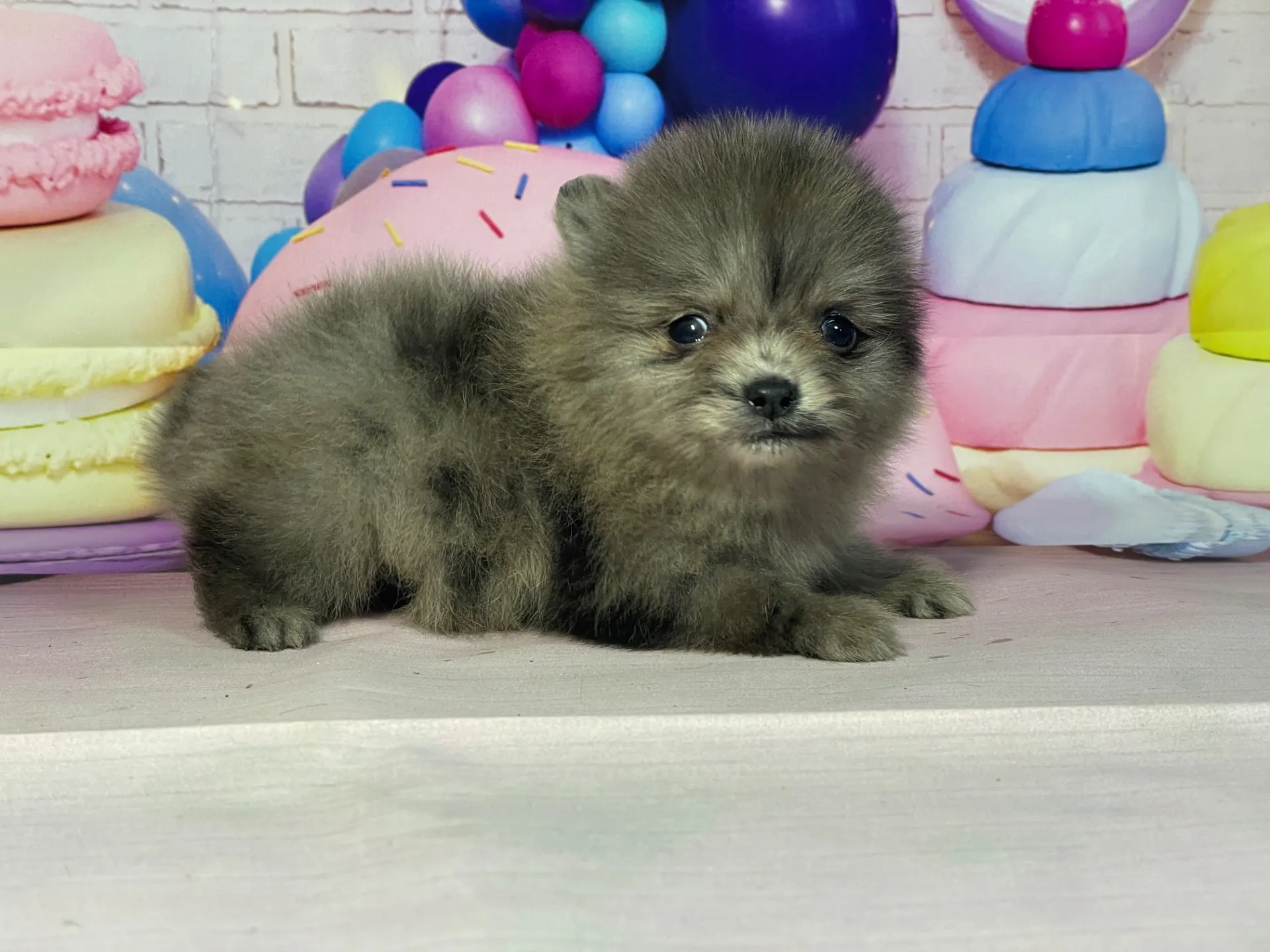 2/10生　ブルーマール♂ NO.002