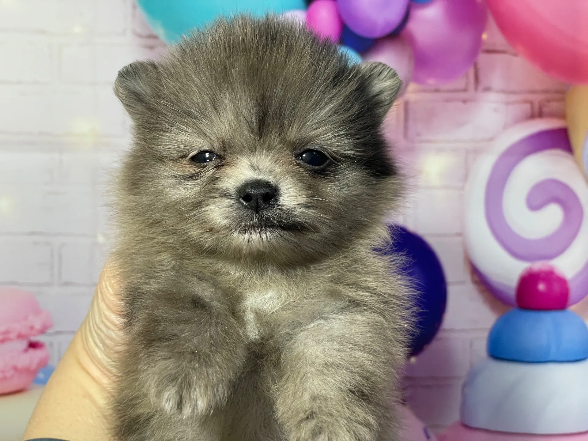 2/10生　ブルーマール♂ NO.002