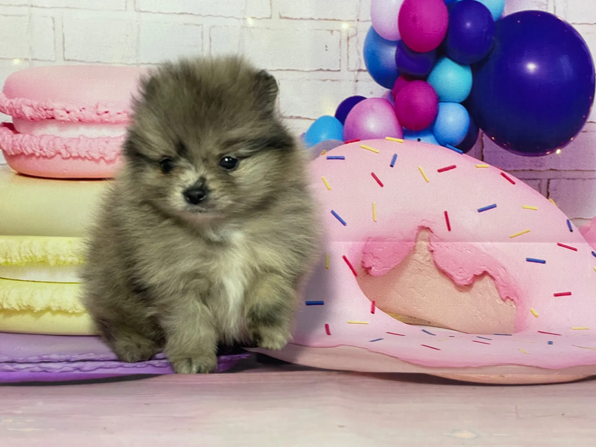 2/10生　ブルーマール♂ NO.001