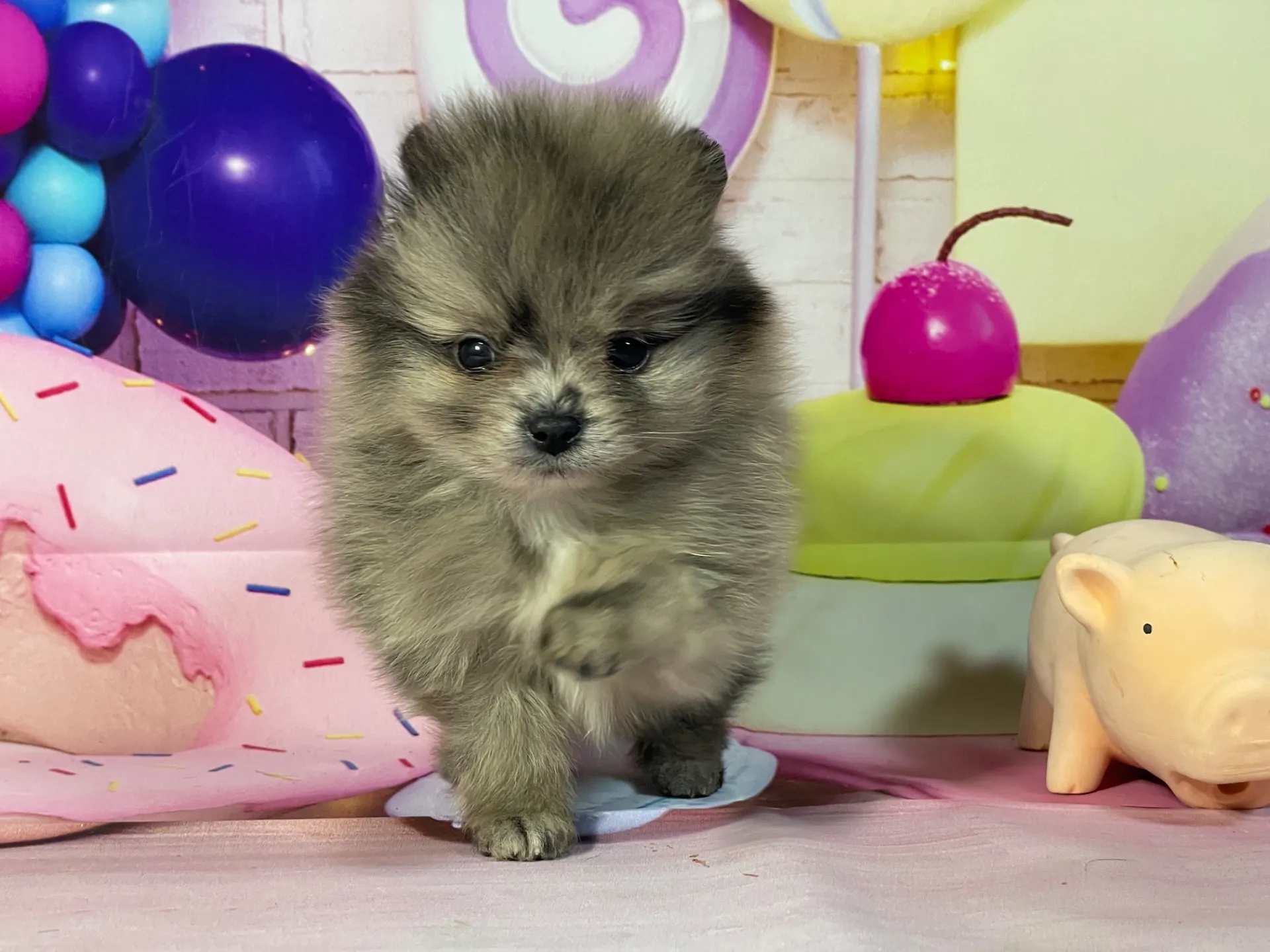 2/10生　ブルーマール♂ NO.001