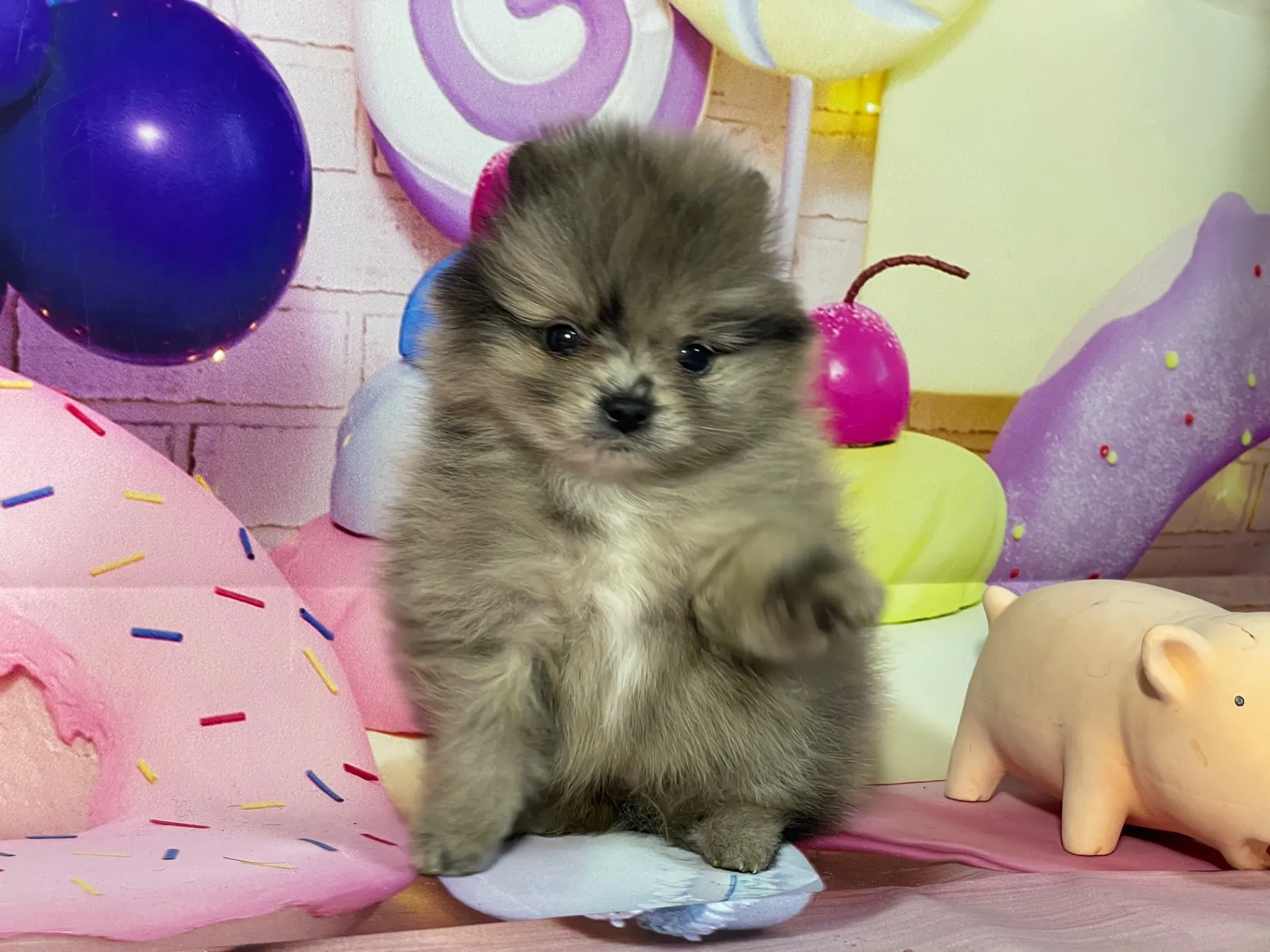 2/10生　ブルーマール♂ NO.001