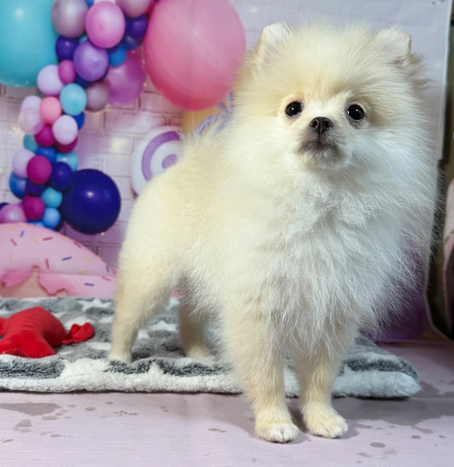 12/26生　クリーム♂