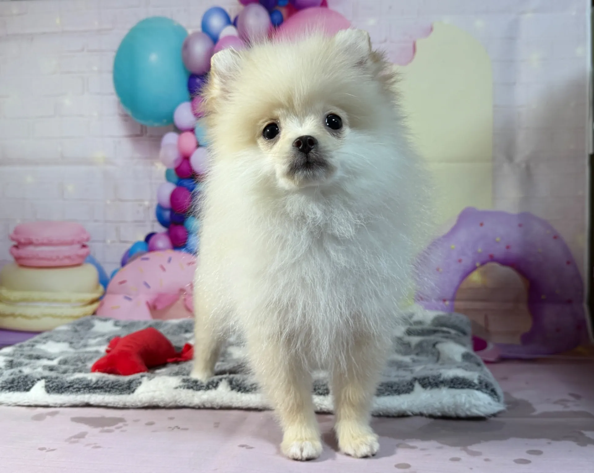 12/26生　クリーム♂