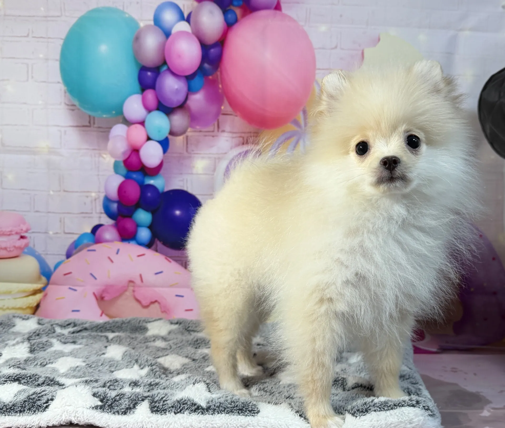 12/26生　クリーム♂