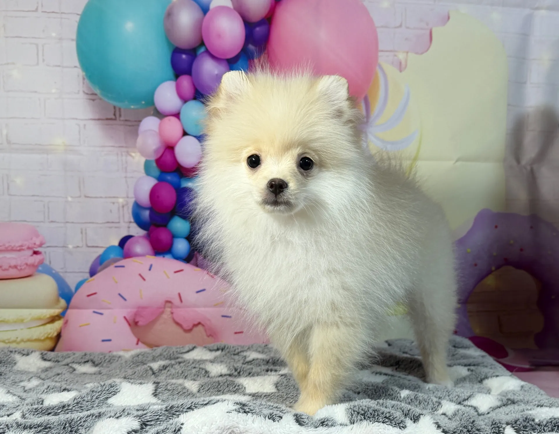 12/26生　クリーム♂