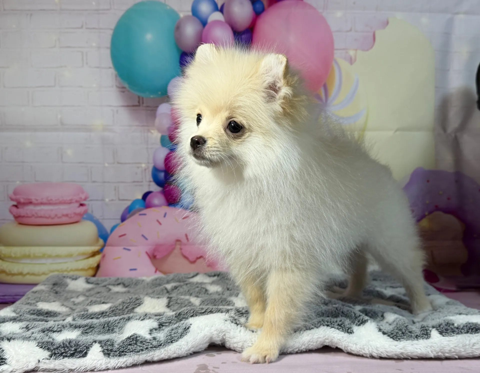 12/26生　クリーム♂