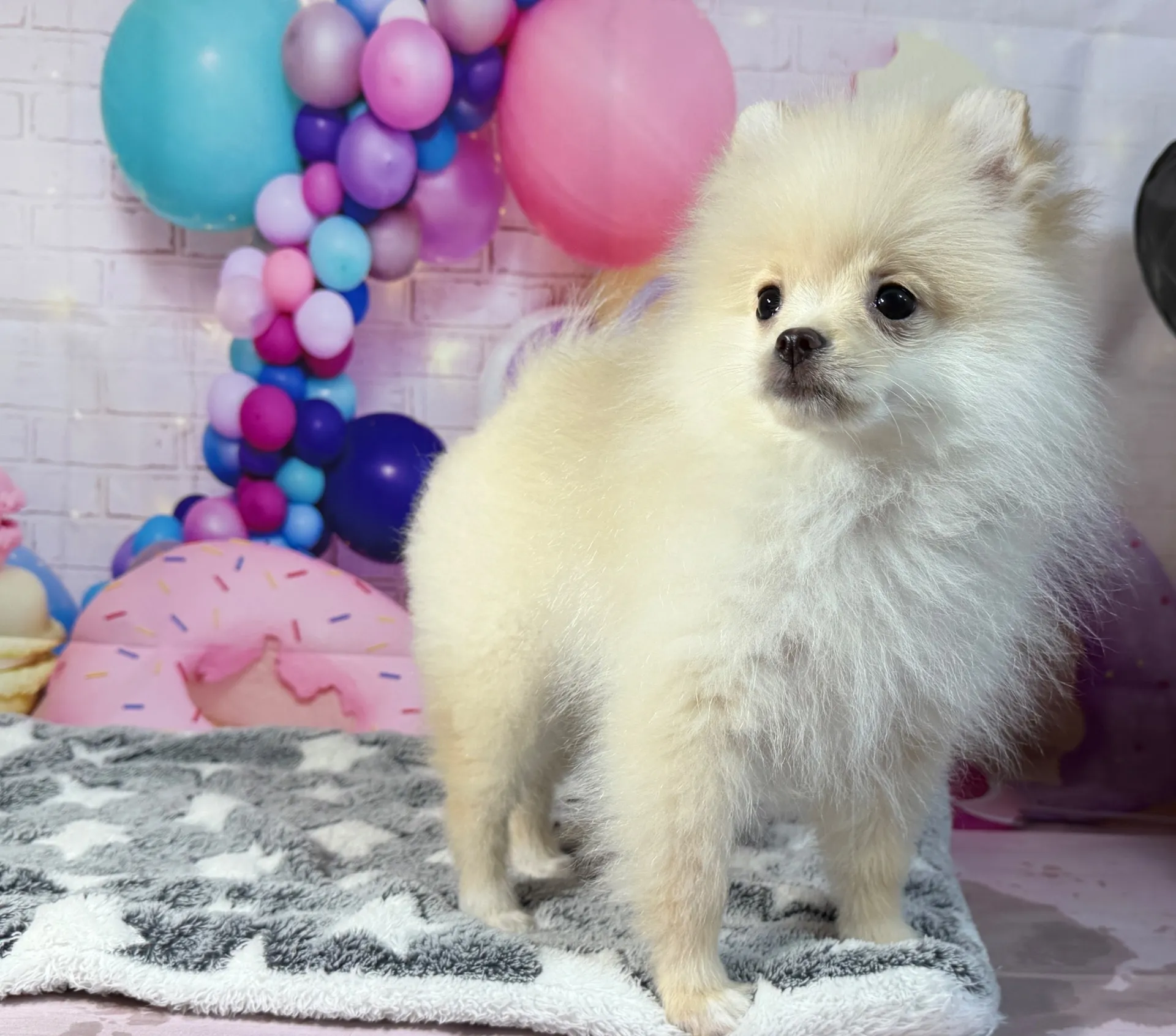 12/26生　クリーム♂