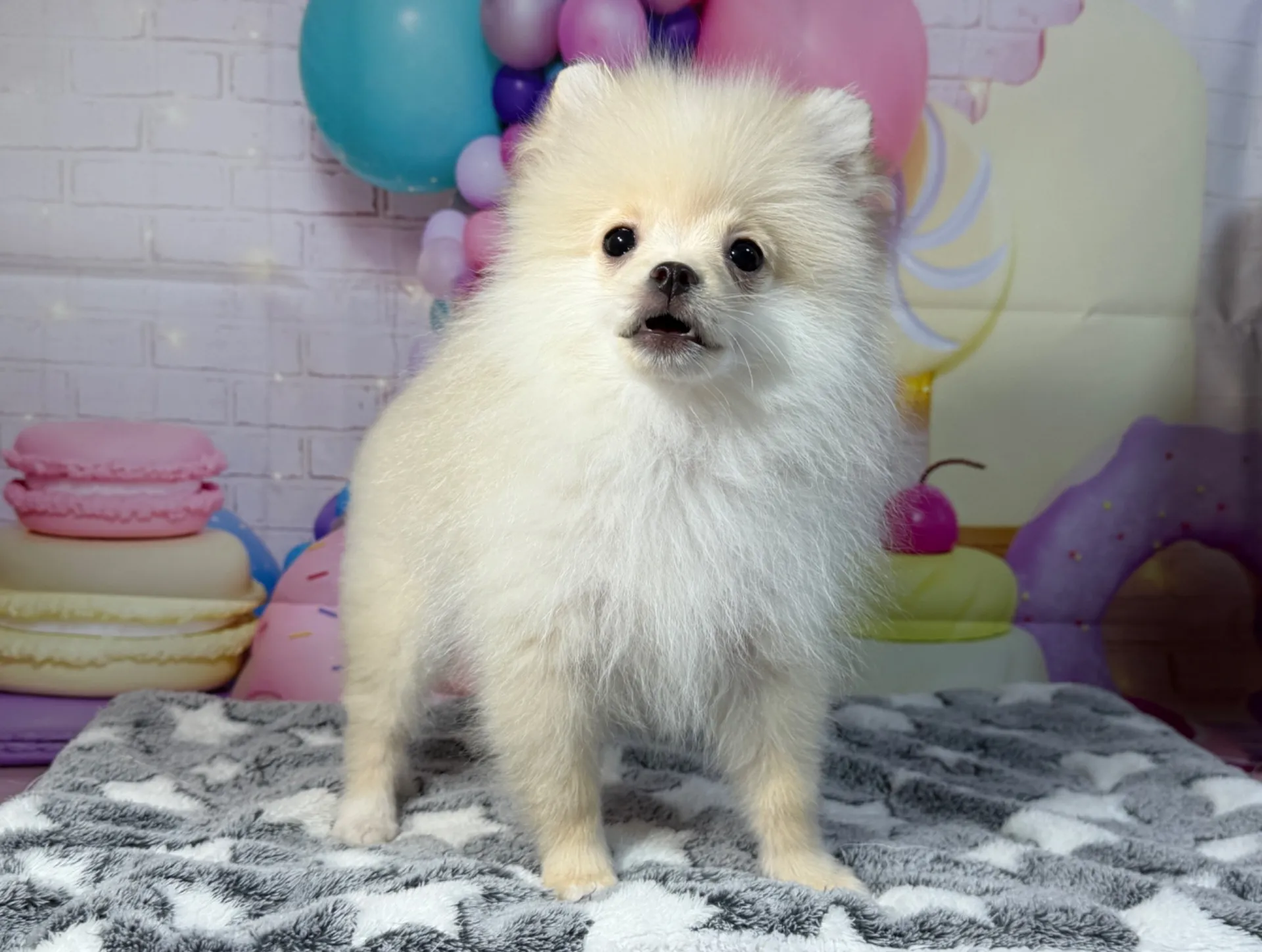 12/26生　クリーム♂