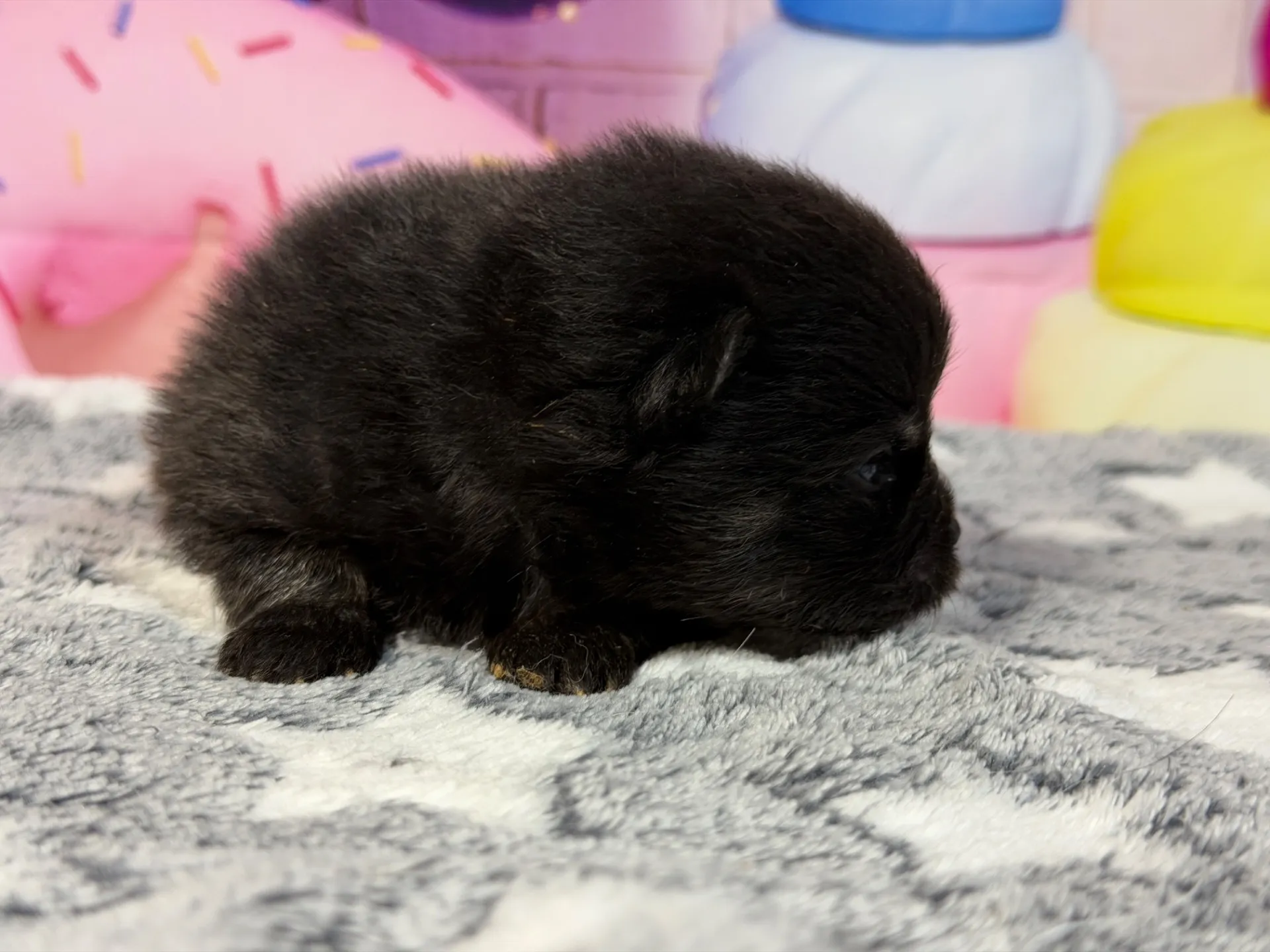 3/9生　ブラックタン♂ NO.006