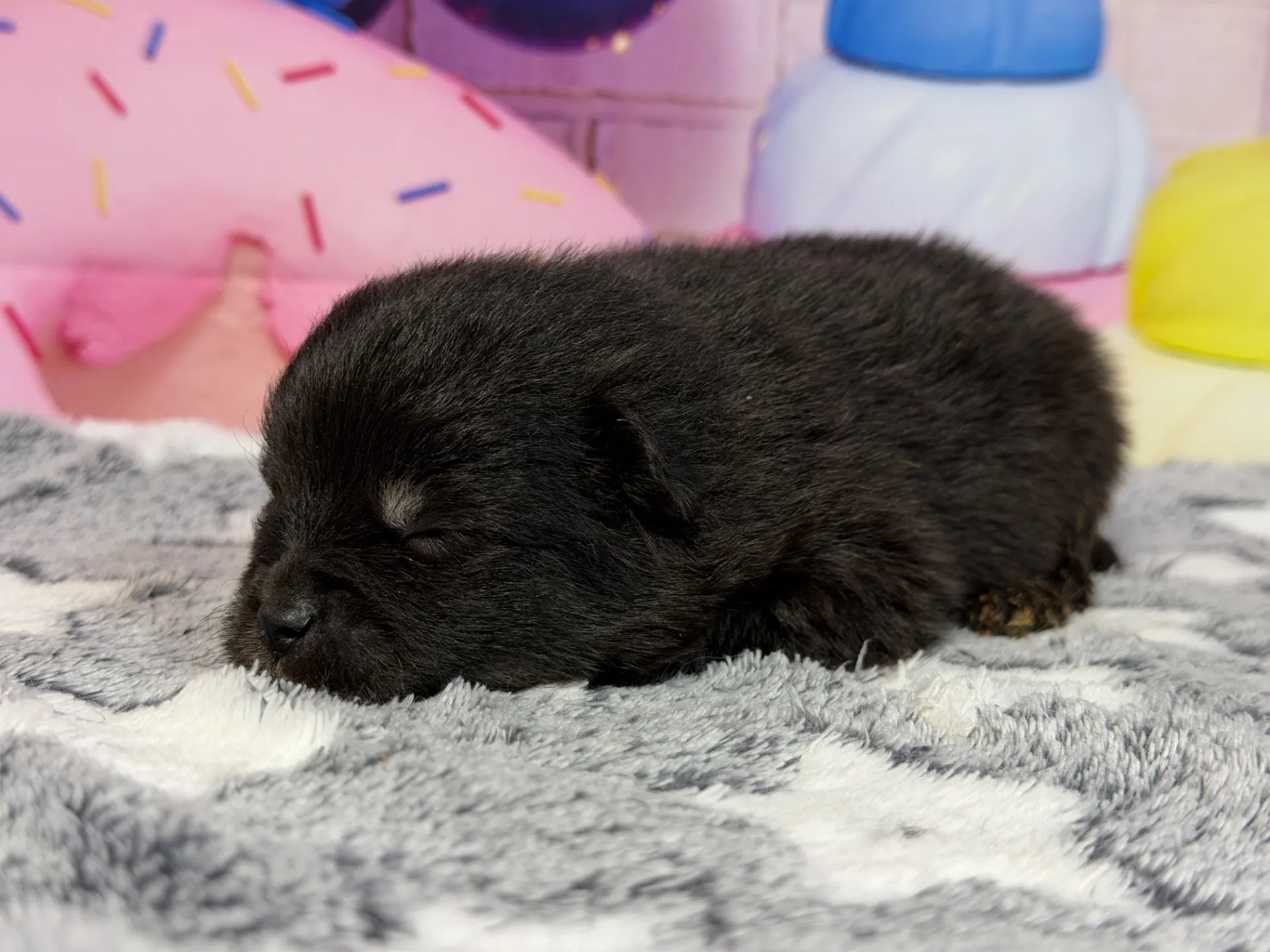 3/9生　ブラックタン♂ NO.006