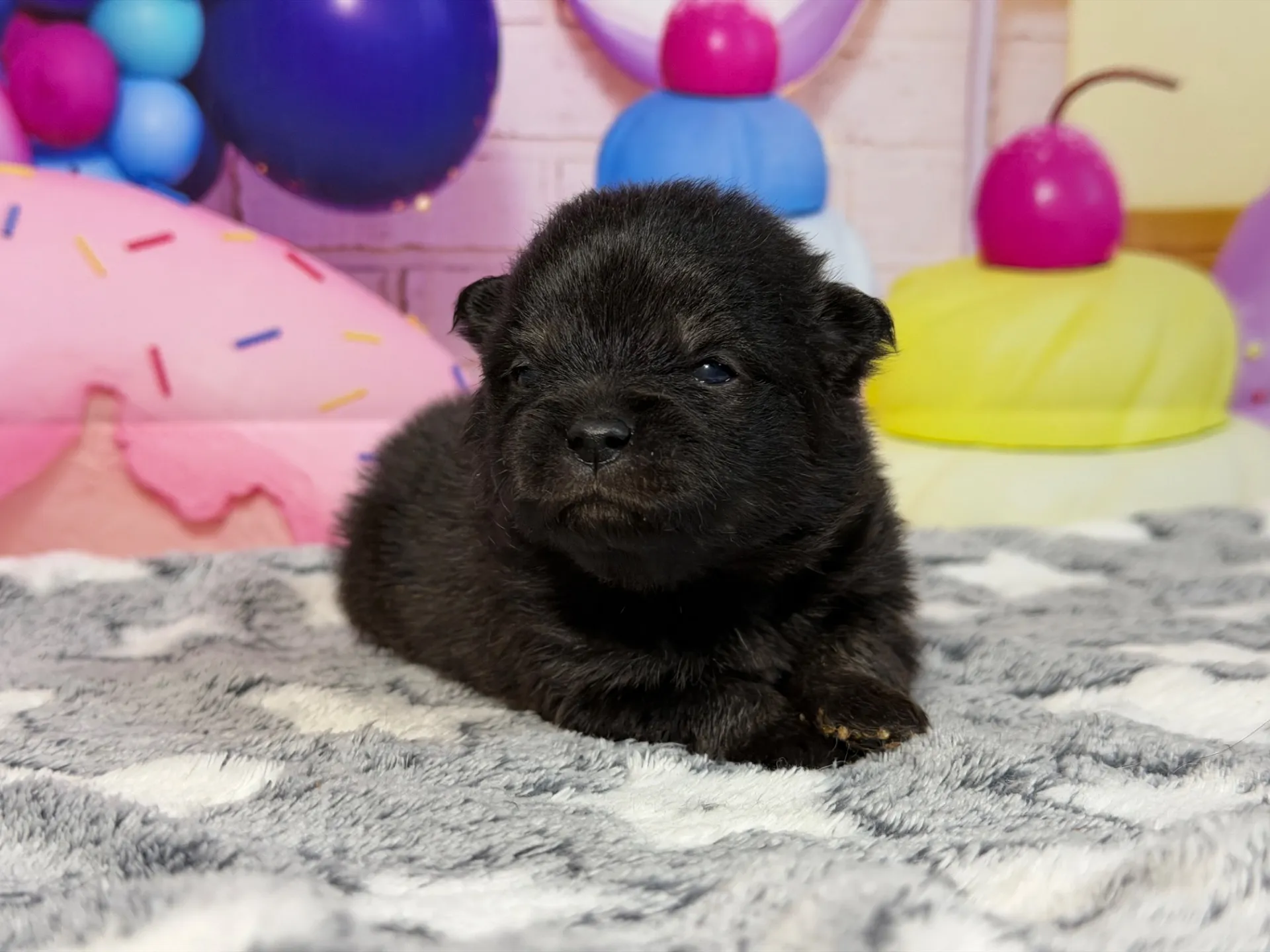 3/9生　ブラックタン♂ NO.006