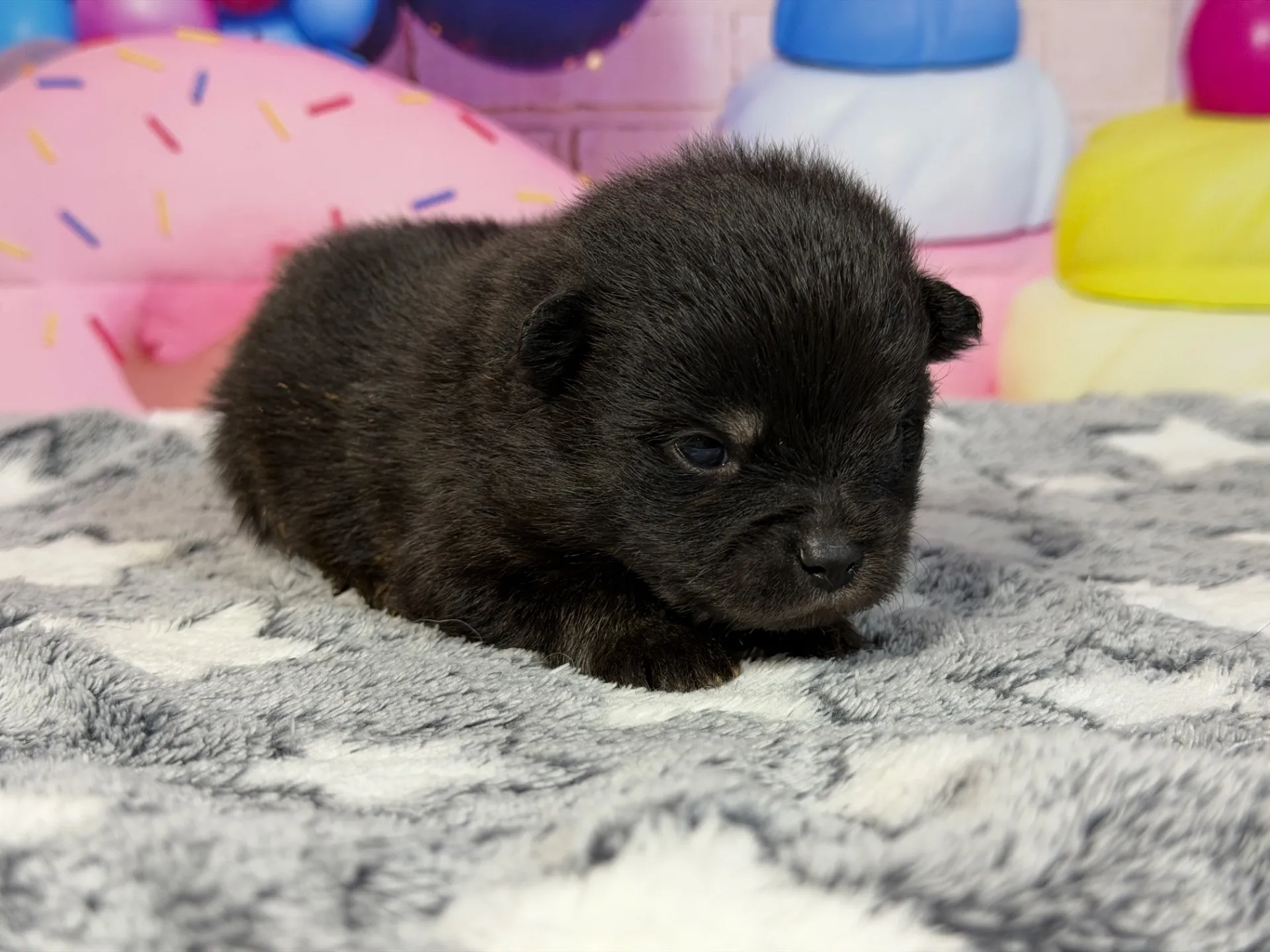 3/9生　ブラックタン♂ NO.006