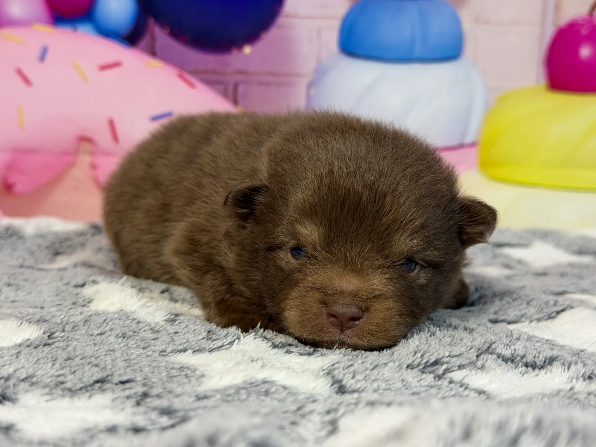 3/9生　チョコタン♂ NO.007