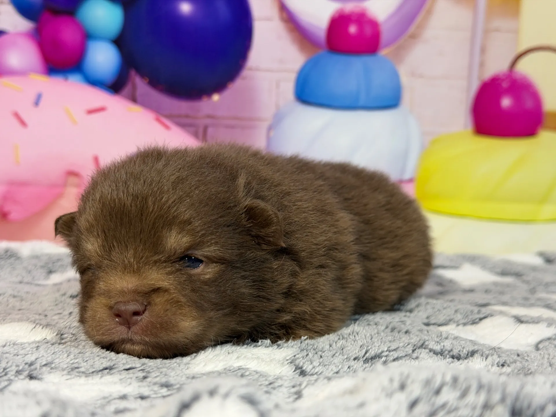 3/9生　チョコタン♂ NO.007