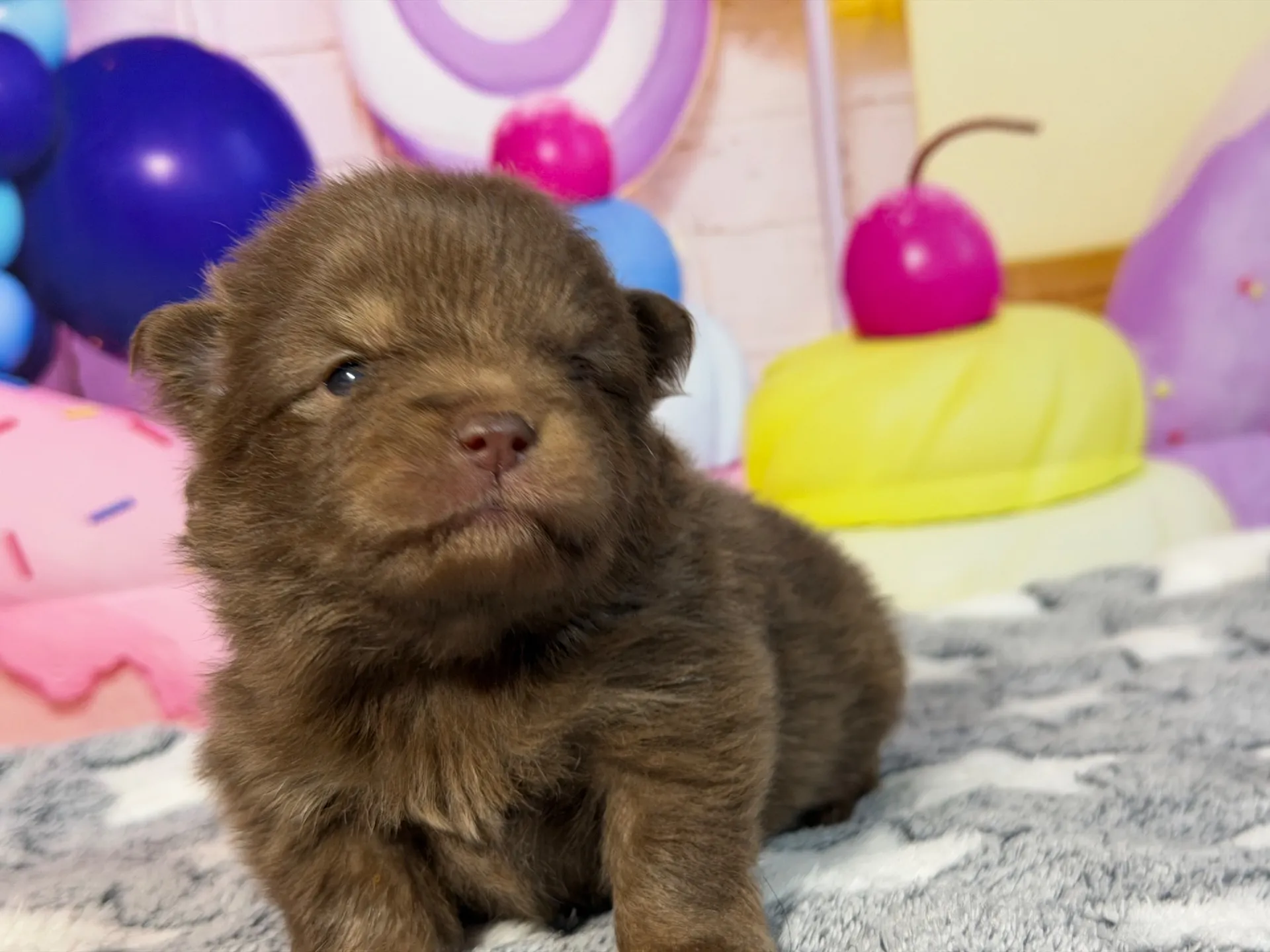 3/9生　チョコタン♂ NO.007