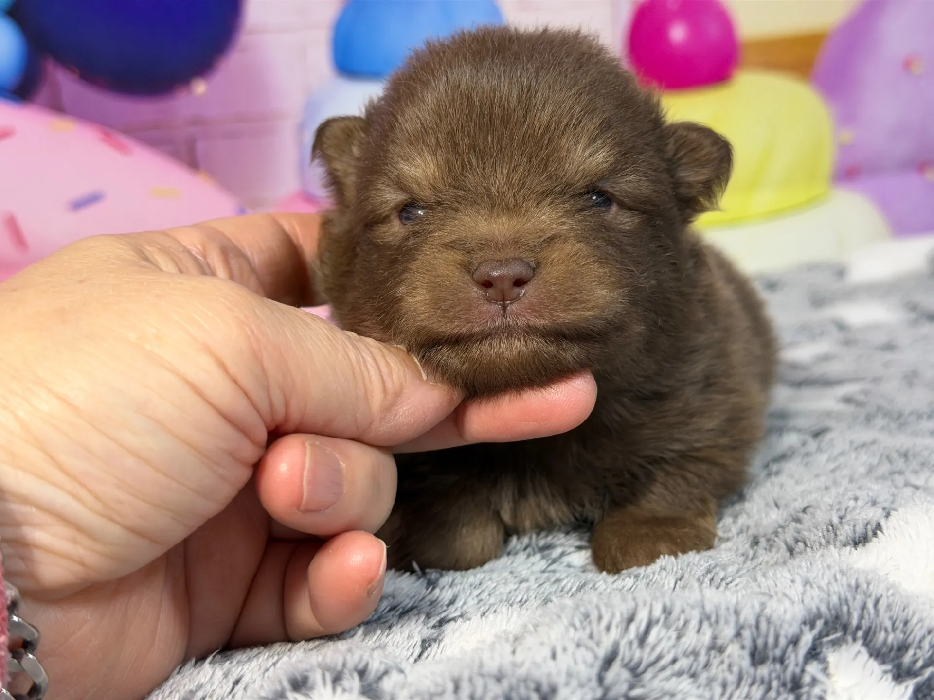 3/9生　チョコタン♂ NO.007