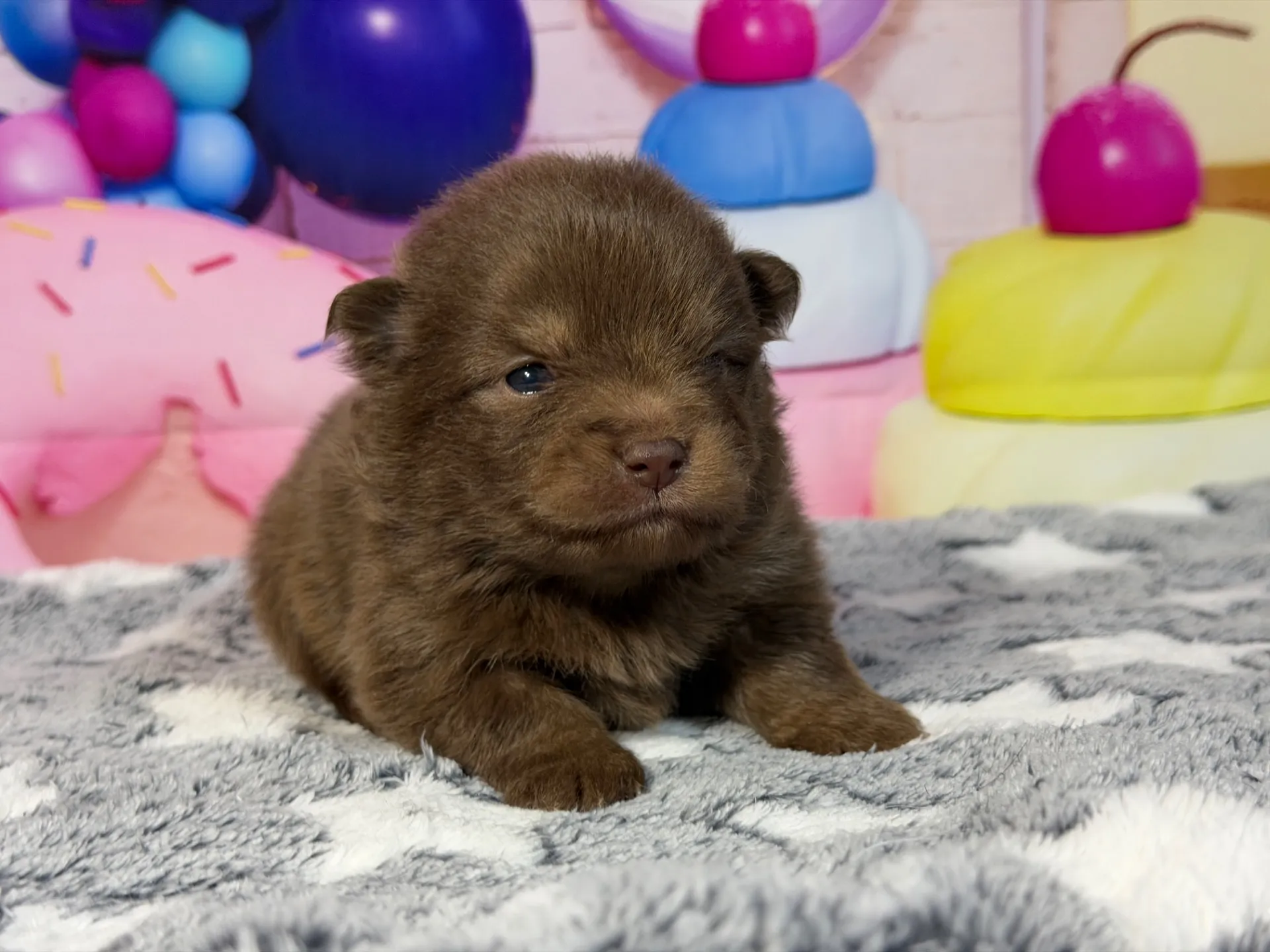 目が開いたよ ポメ レアカラー