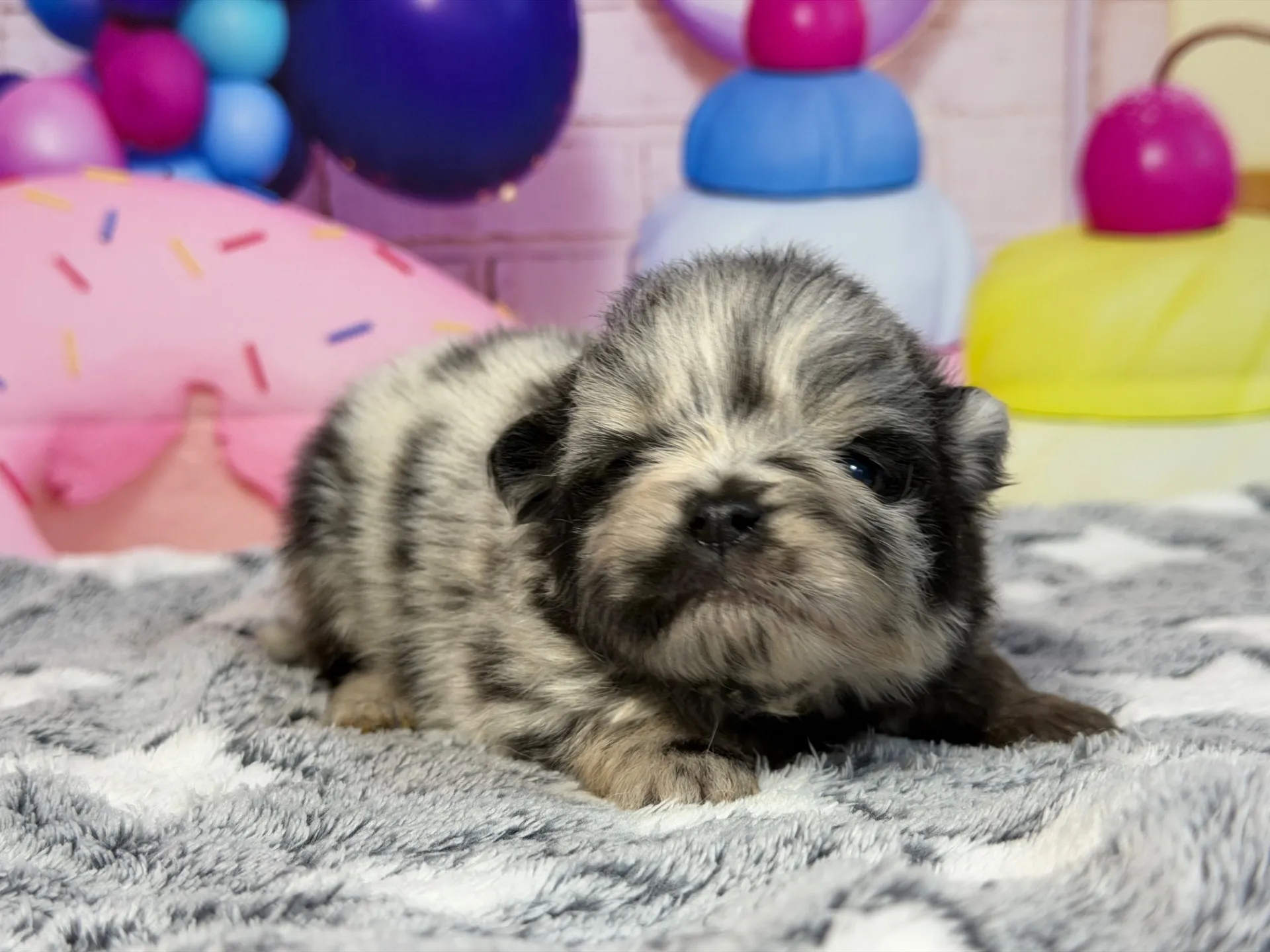 3/9生　ブルーマール♀ NO.007