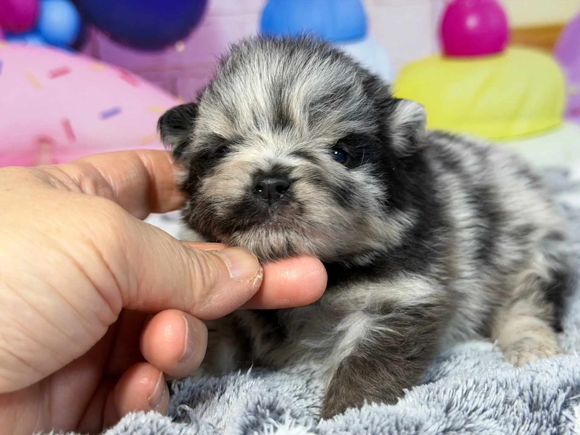 3/9生　ブルーマール♀ NO.007