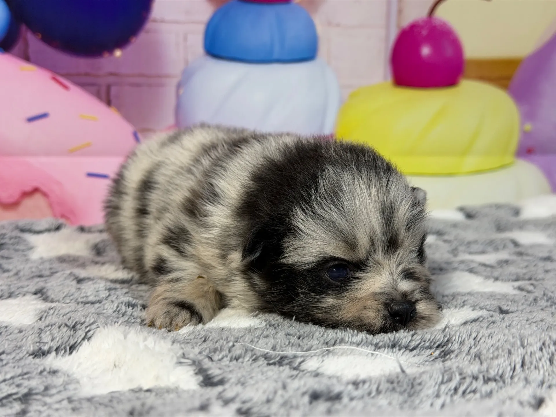 3/9生　ブルーマール♀ NO.007