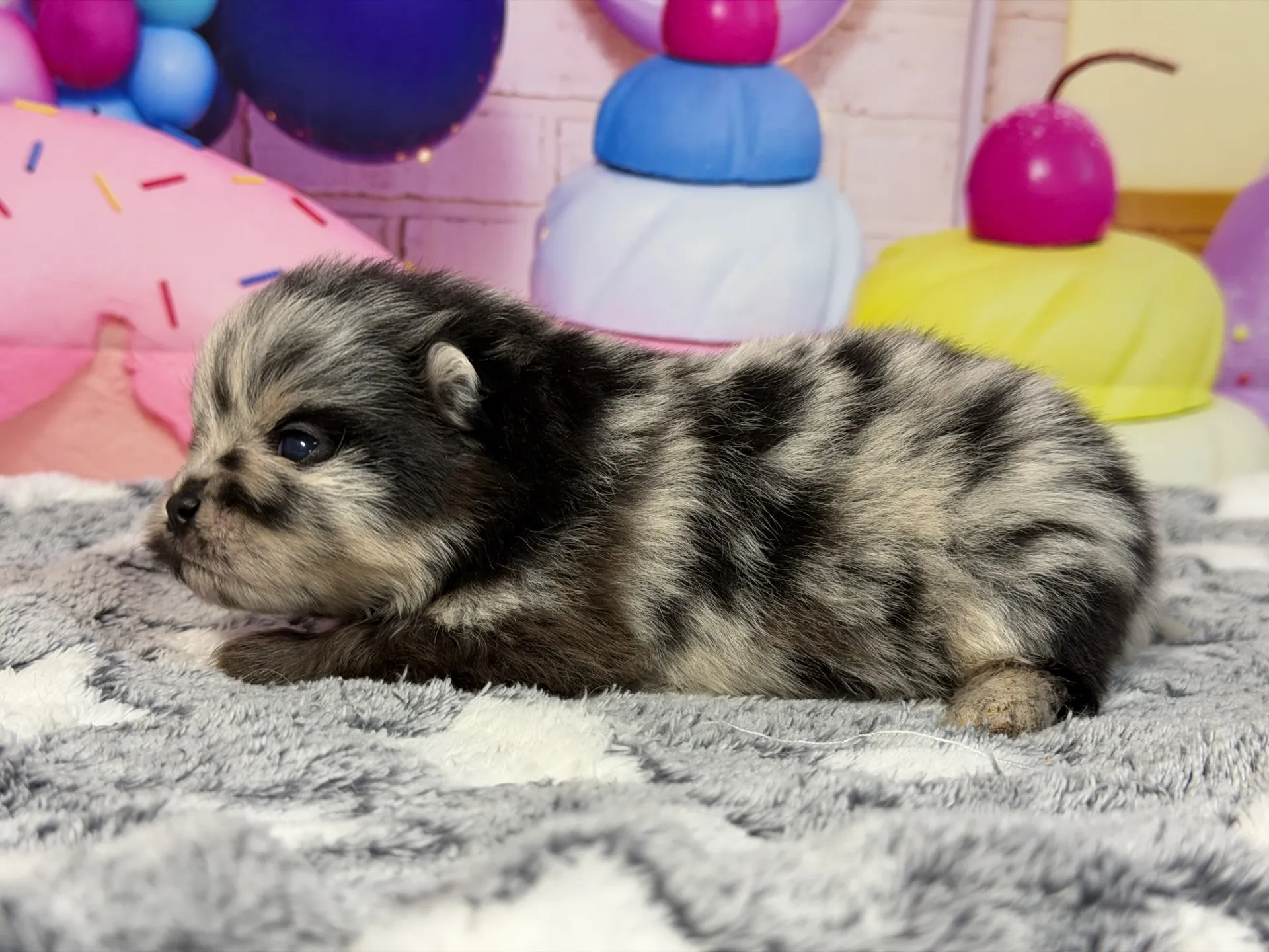 3/9生　ブルーマール♀ NO.007