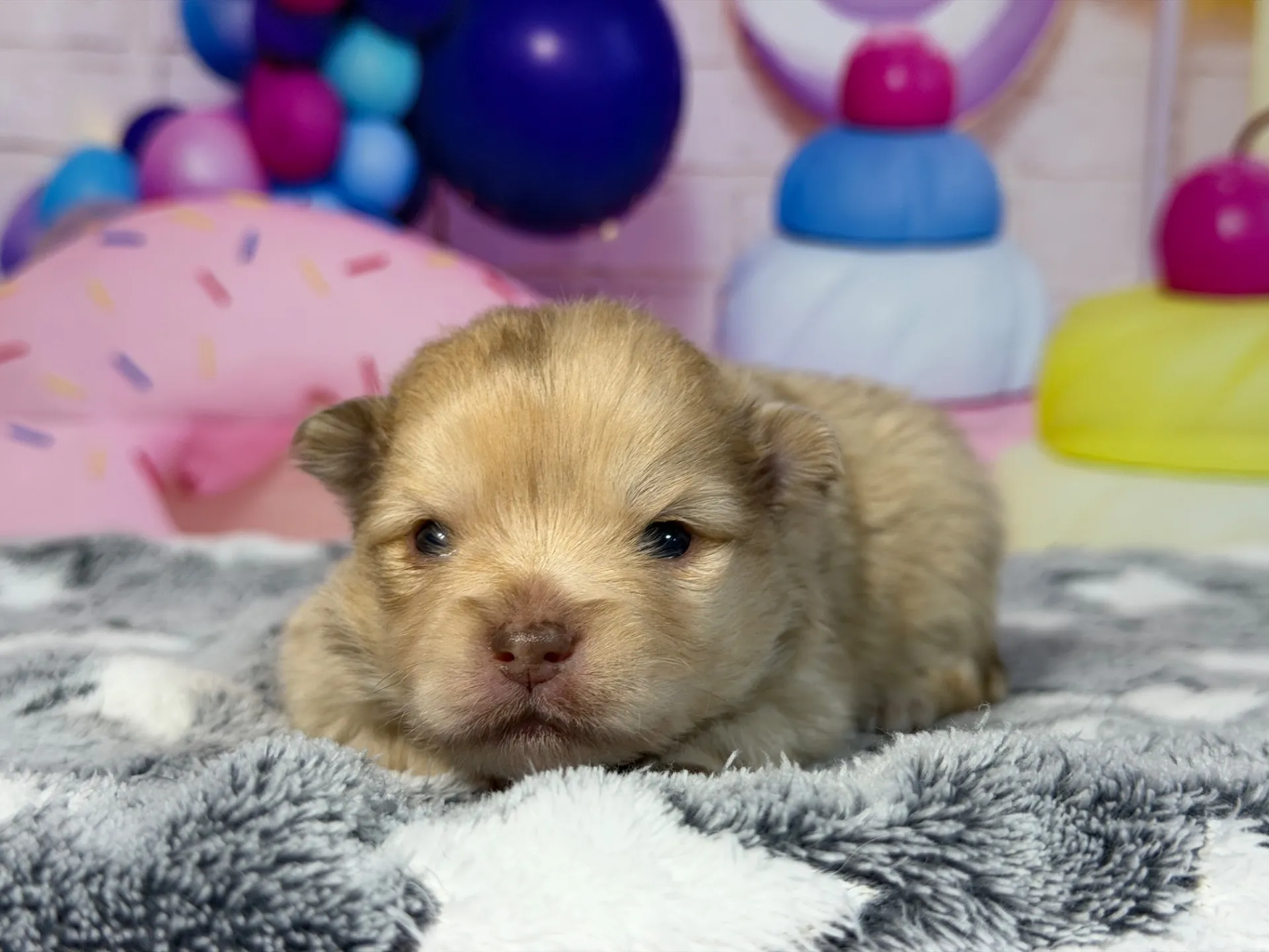 3/9生　チョコレートマール♀ NO008