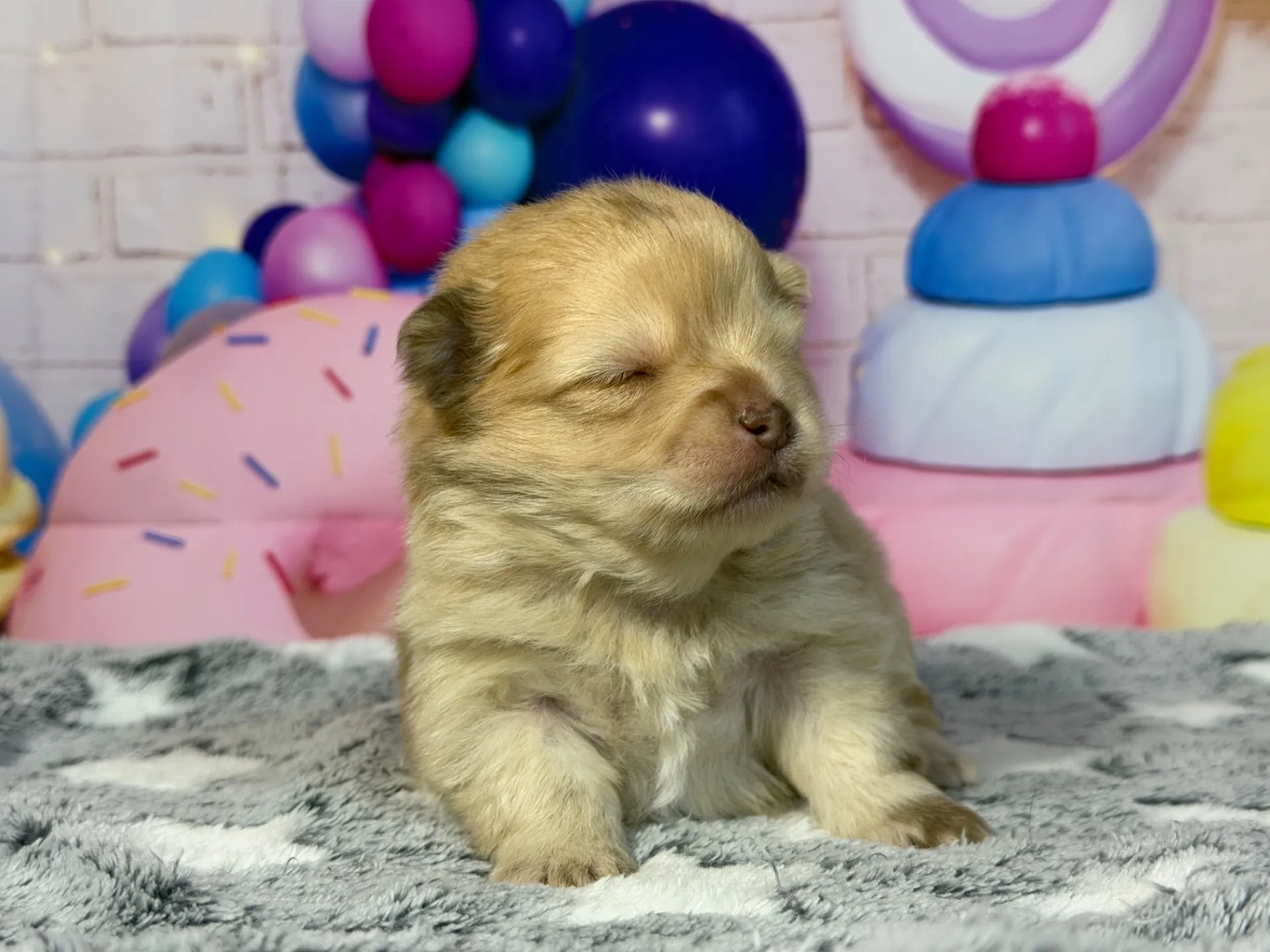 3/9生　チョコレートマール♀ NO008