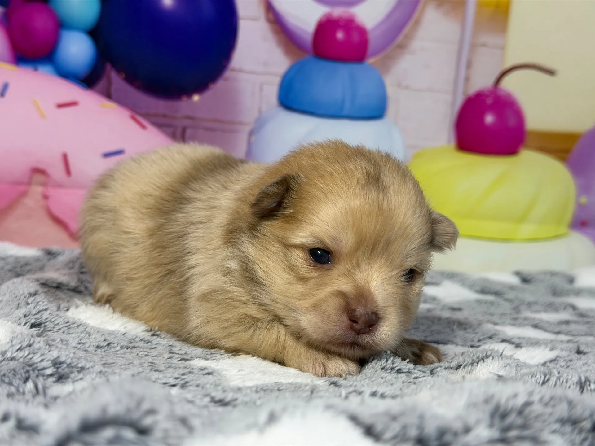 3/9生　チョコレートマール♀ NO008