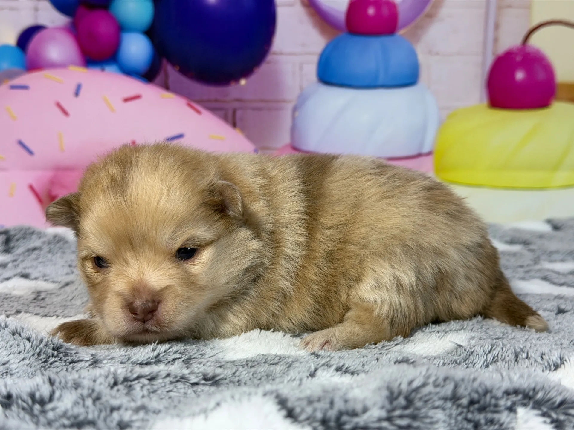 3/9生　チョコレートマール♀ NO008