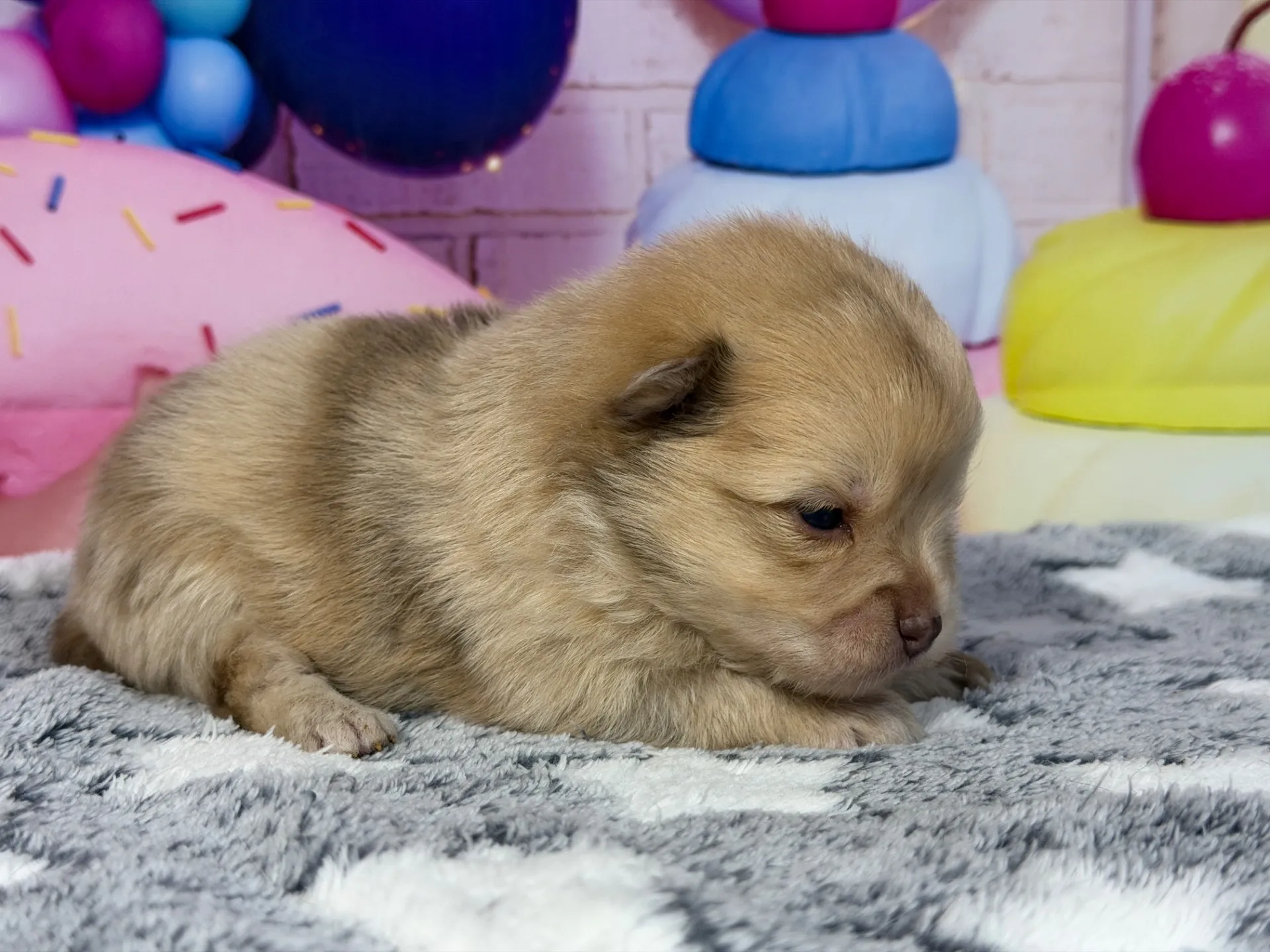 3/9生　チョコレートマール♀ NO008