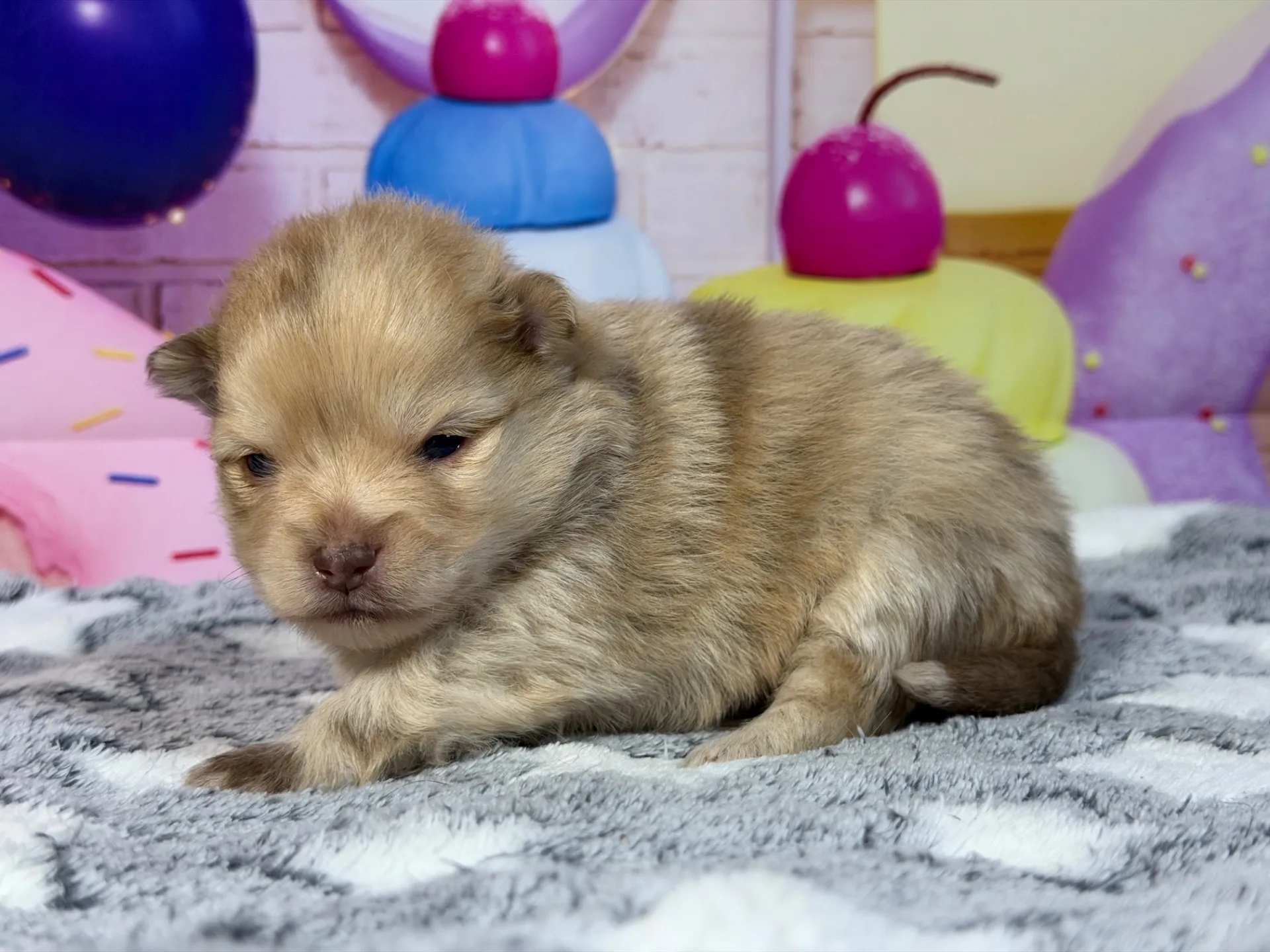 3/9生　チョコレートマール♀ NO008