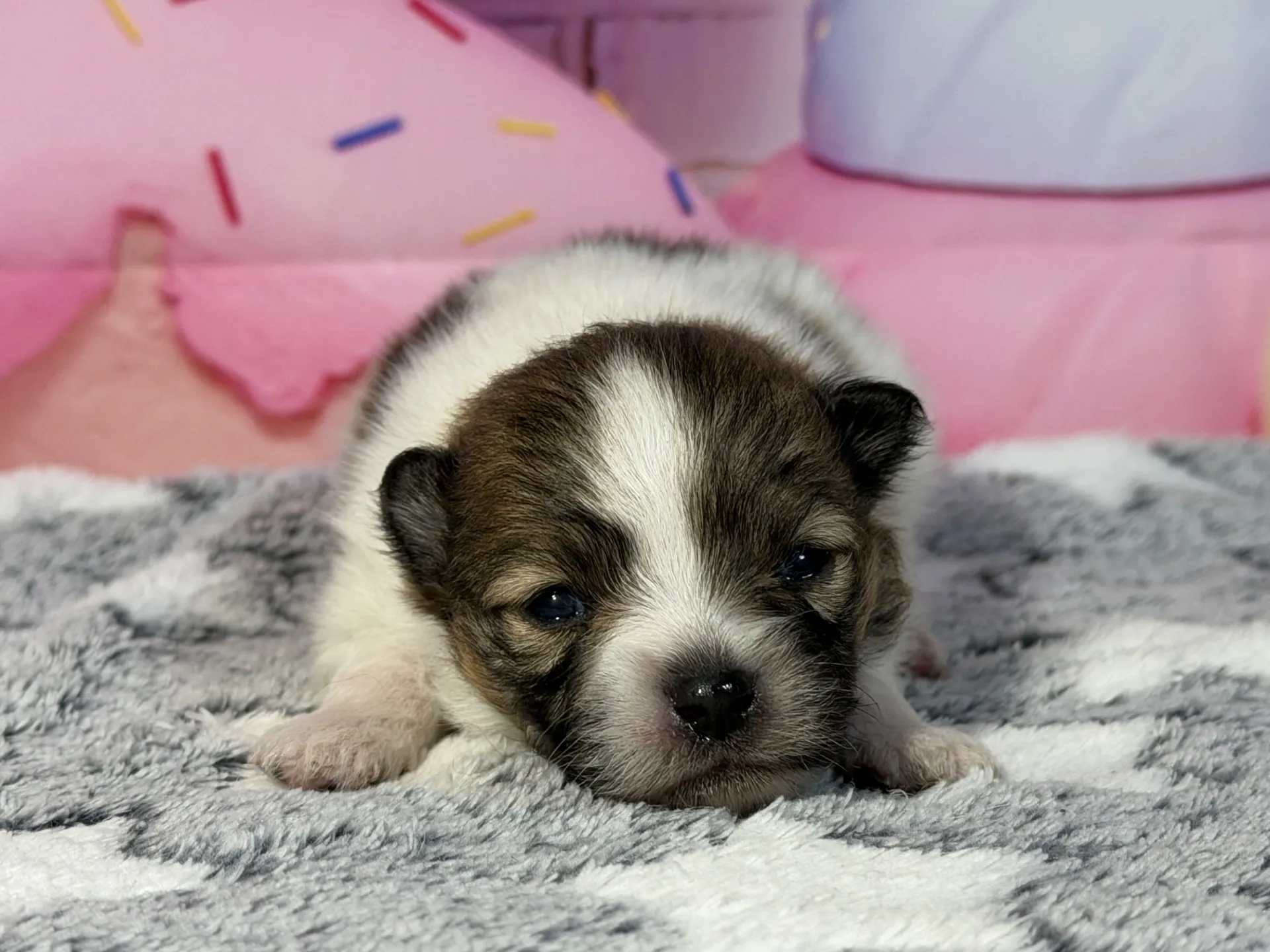 3/10生　ホワイト&レッド♂ NO 009