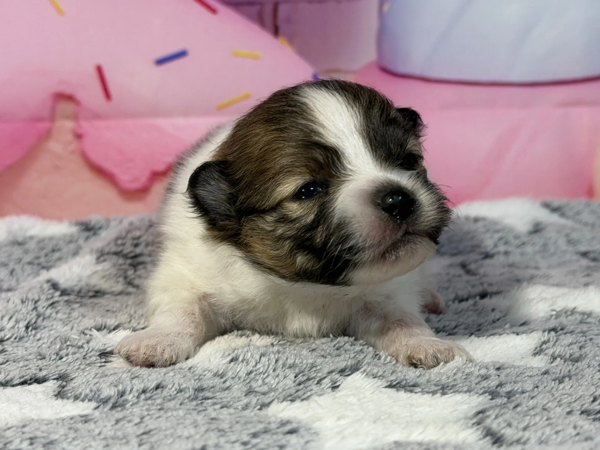 3/10生　ホワイト&レッド♂ NO 009